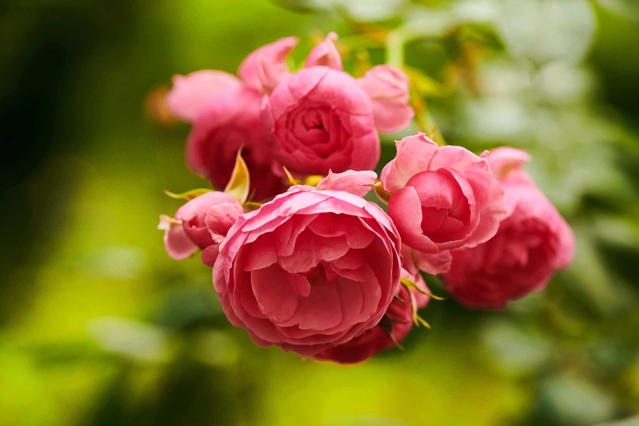 Harvest. Nature and macro photography by Elena Zhukova