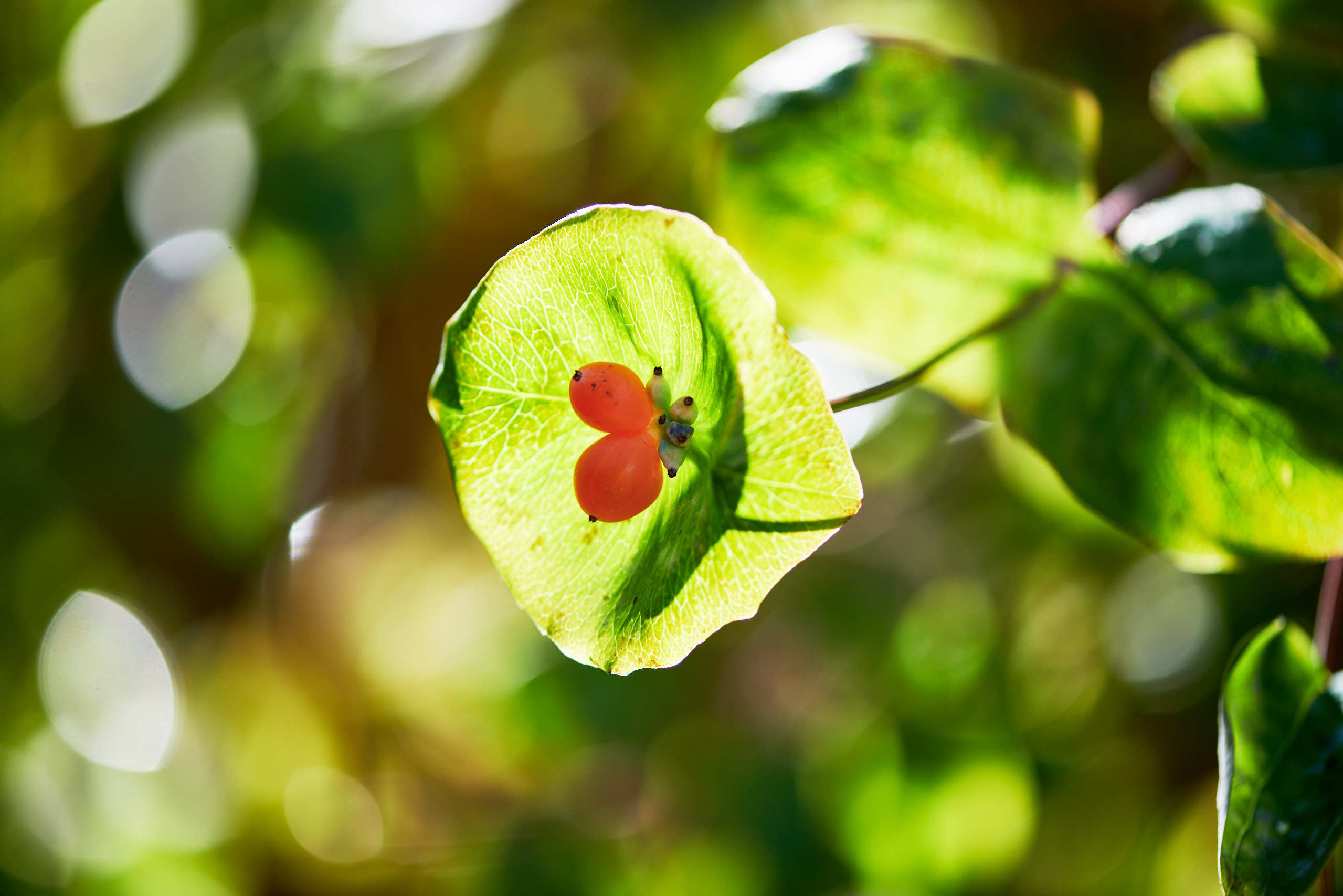 Harvest. Nature and macro photography by Elena Zhukova