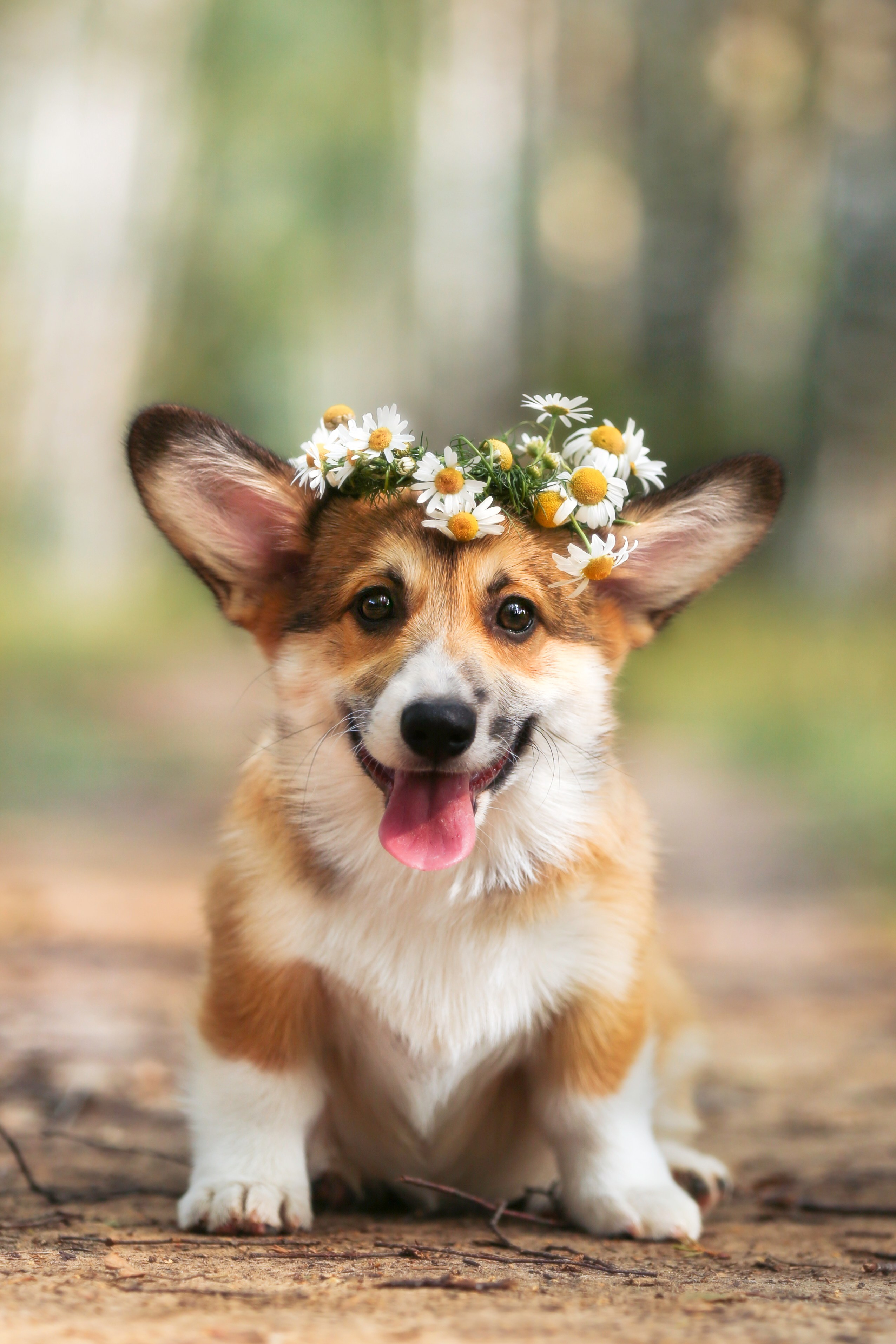 Фотограф-анималист Natalia Deingel | Фотосъемка собак в Москве