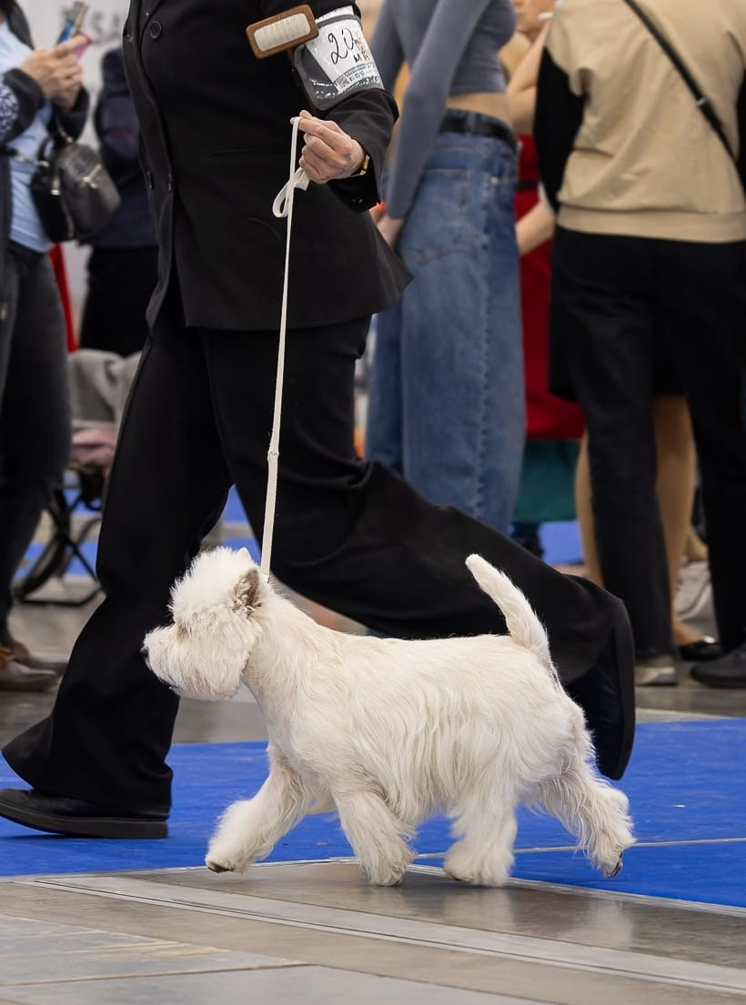 Санкт-Петербург — Ежегодная Монопородная выставка ранга Победитель Клуба породы. Питомник собак породы вест хайленд вайт терьер в Москве