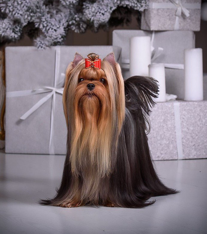 Дэнстайл Тайная Страсть. Питомник Йоркширских терьеров Дэнстайл в Санкт-Петербурге заводчик Тих