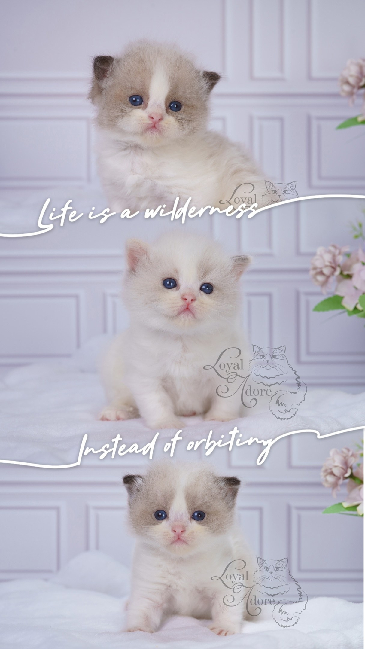 Котята рэгдолл от Loyal Adore. Питомник рэгдолл Loyal Adore
