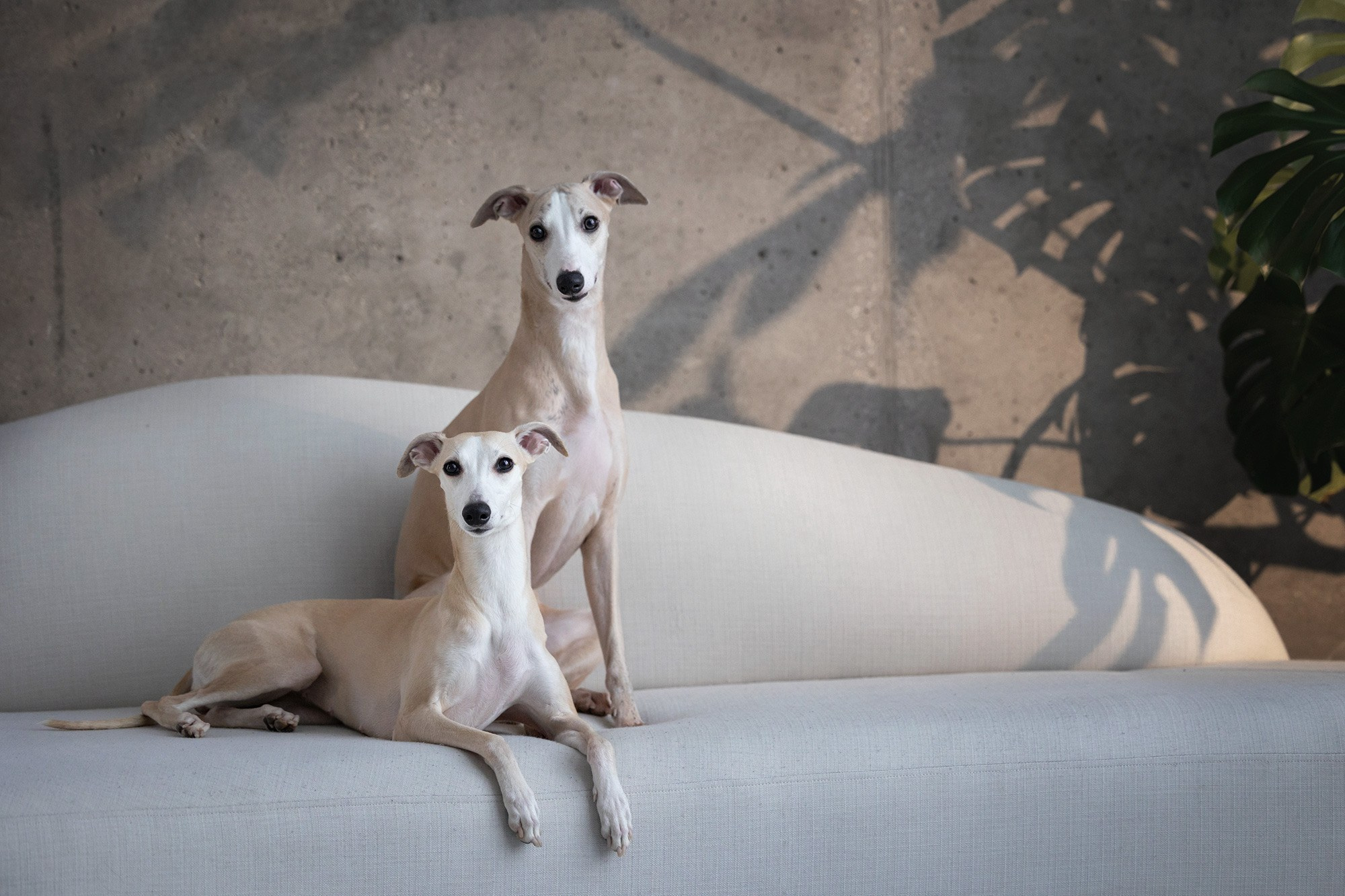 Онлайн-курс по съемке собак. Фотограф Анастасия Ветковская, Москва