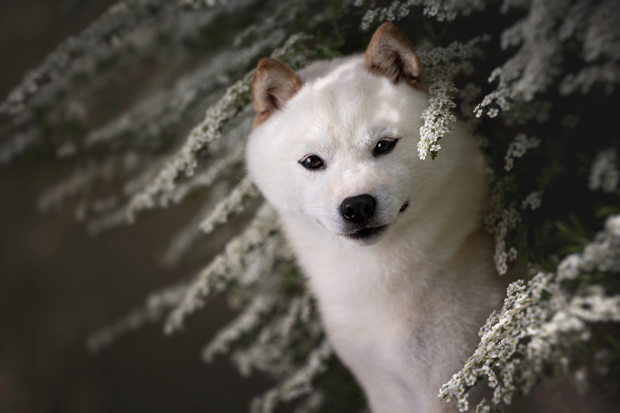 Онлайн-курс по съемке собак. Фотограф Анастасия Ветковская, Москва