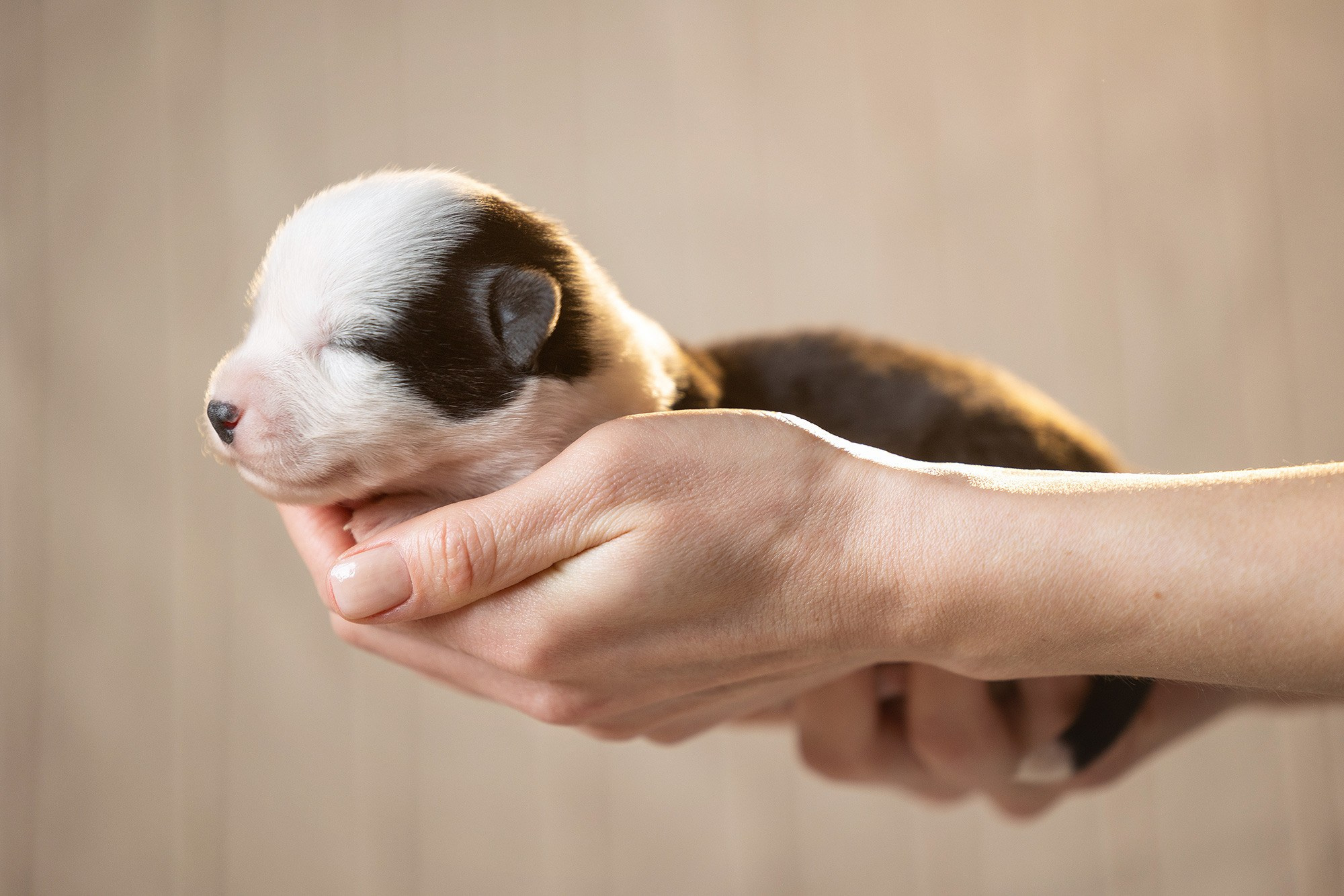 Онлайн-курс по съемке собак. Фотограф Анастасия Ветковская, Москва