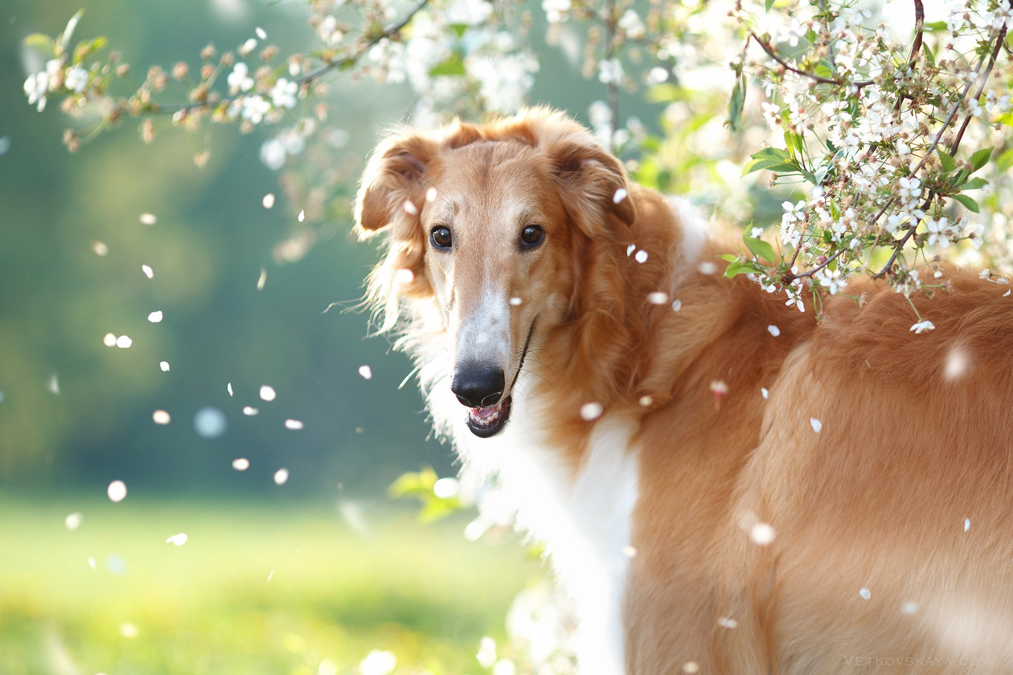 Онлайн-курс по съемке собак. Фотограф Анастасия Ветковская, Москва