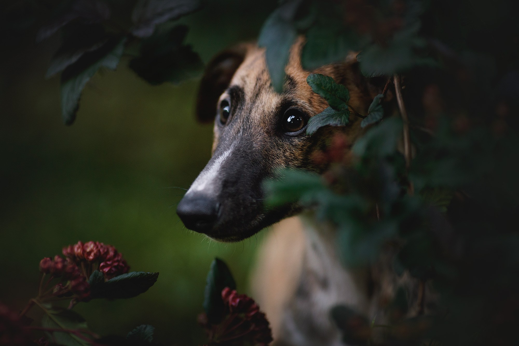 Онлайн-курс по съемке собак. Фотограф Анастасия Ветковская, Москва