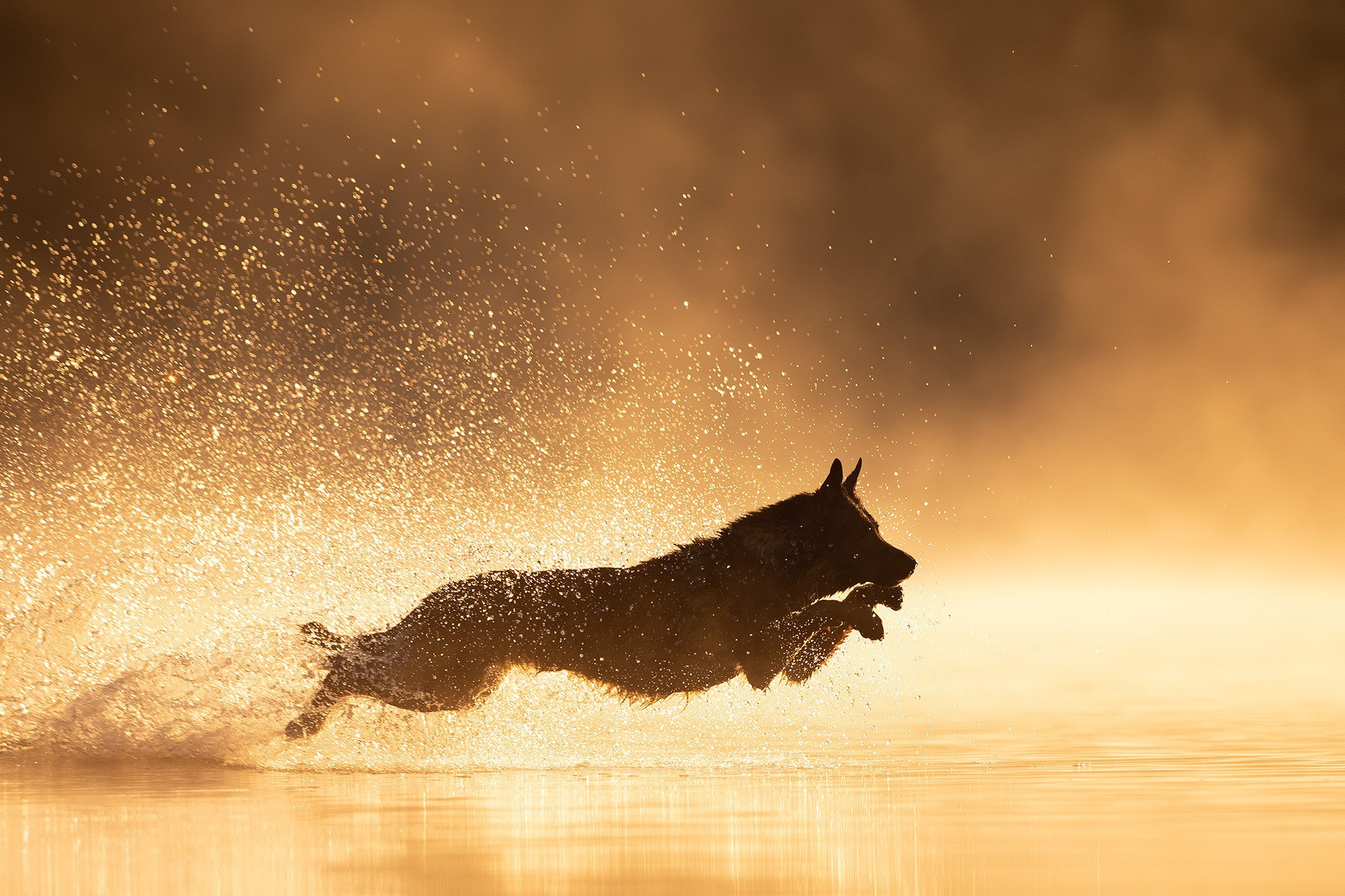 Онлайн-курс по съемке собак. Фотограф Анастасия Ветковская, Москва