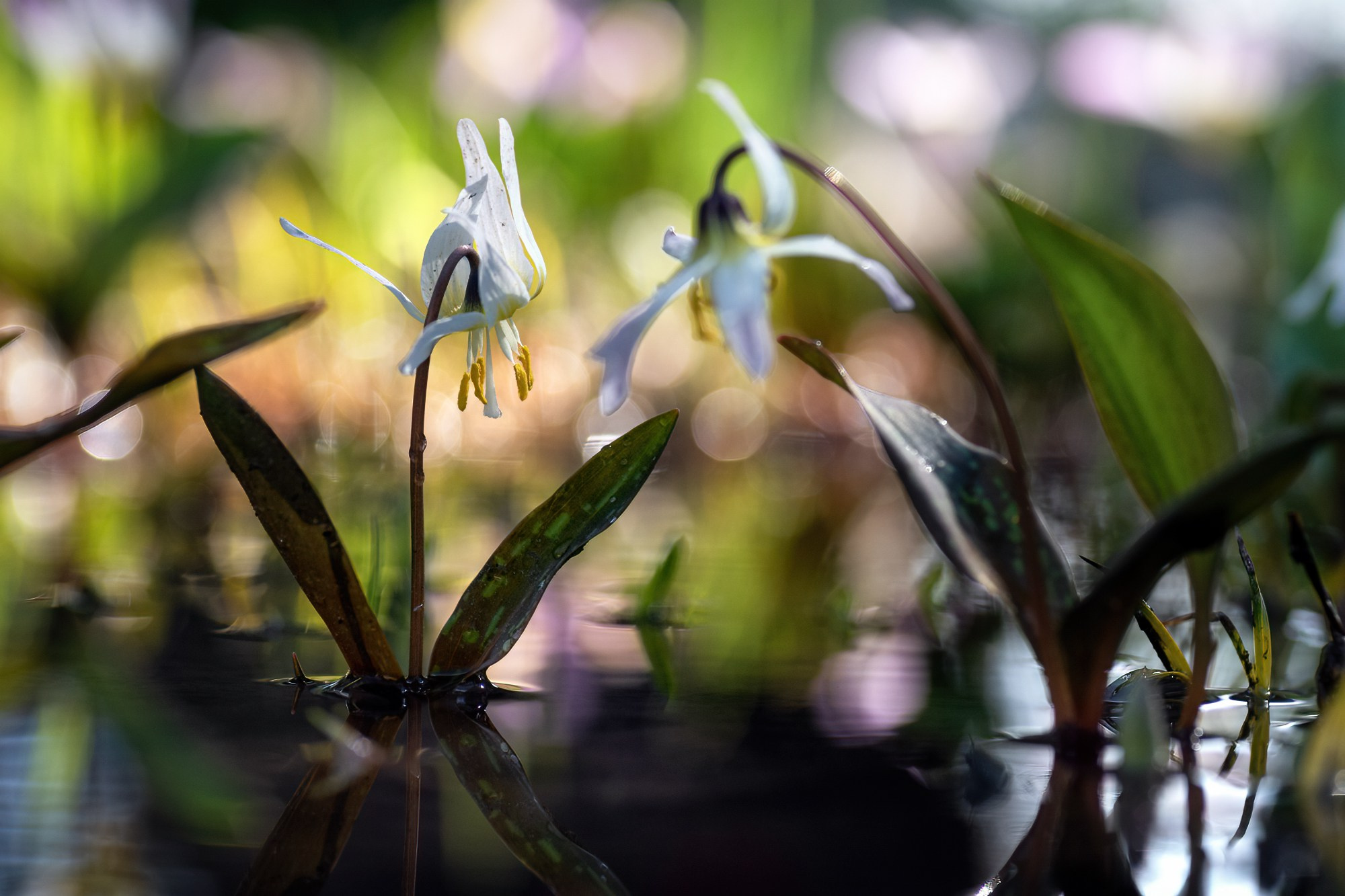 Кандык сибирский: живой реликт. Профессиональный пейзажный фотограф Алёна Рубан