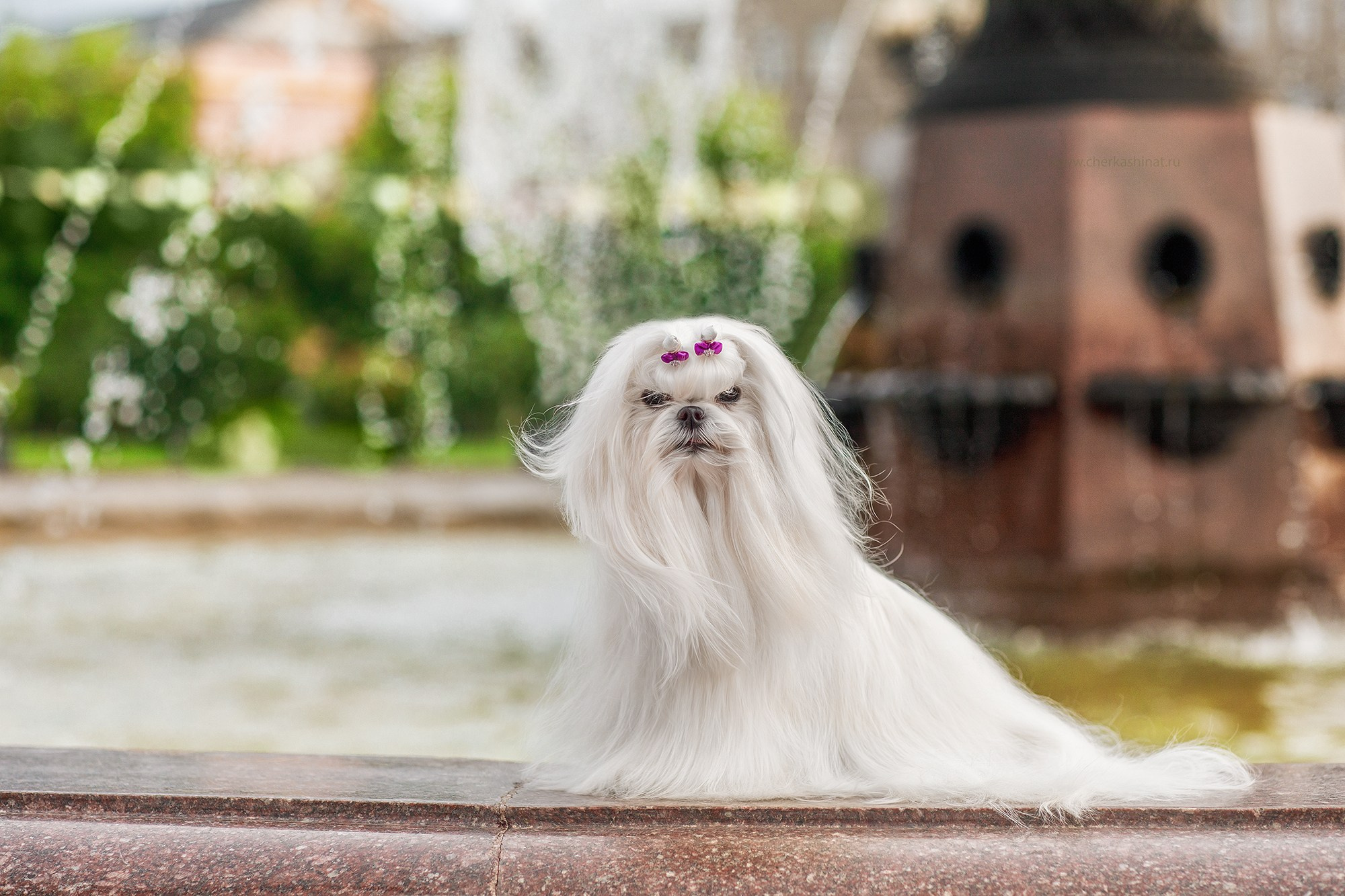 Для клиентов. Фотограф для Вашей собаки