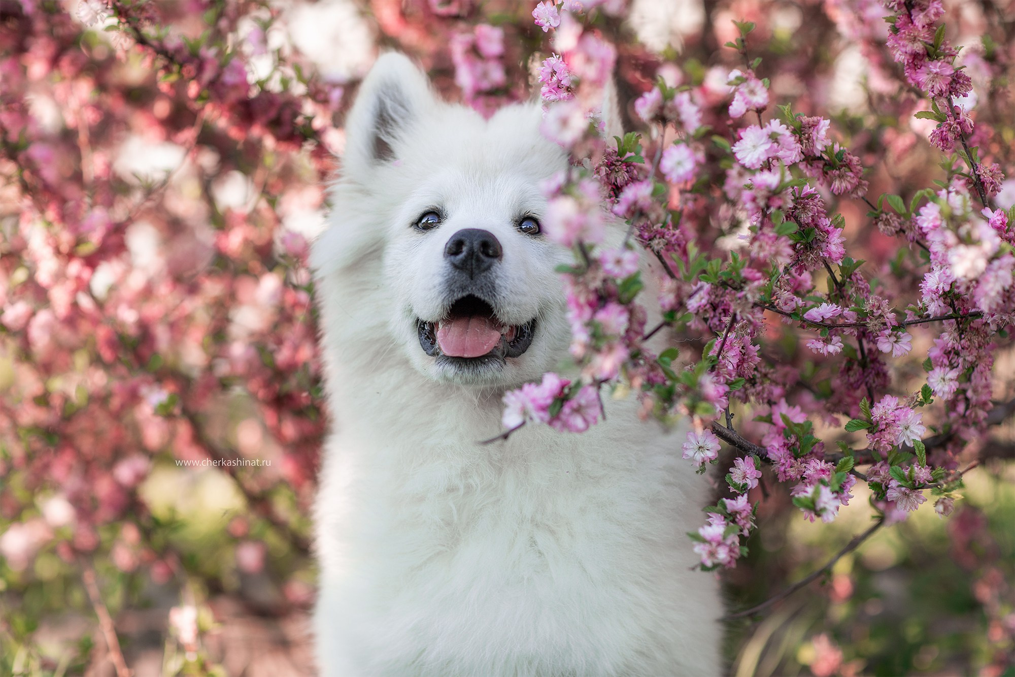 Для клиентов. Фотограф для Вашей собаки