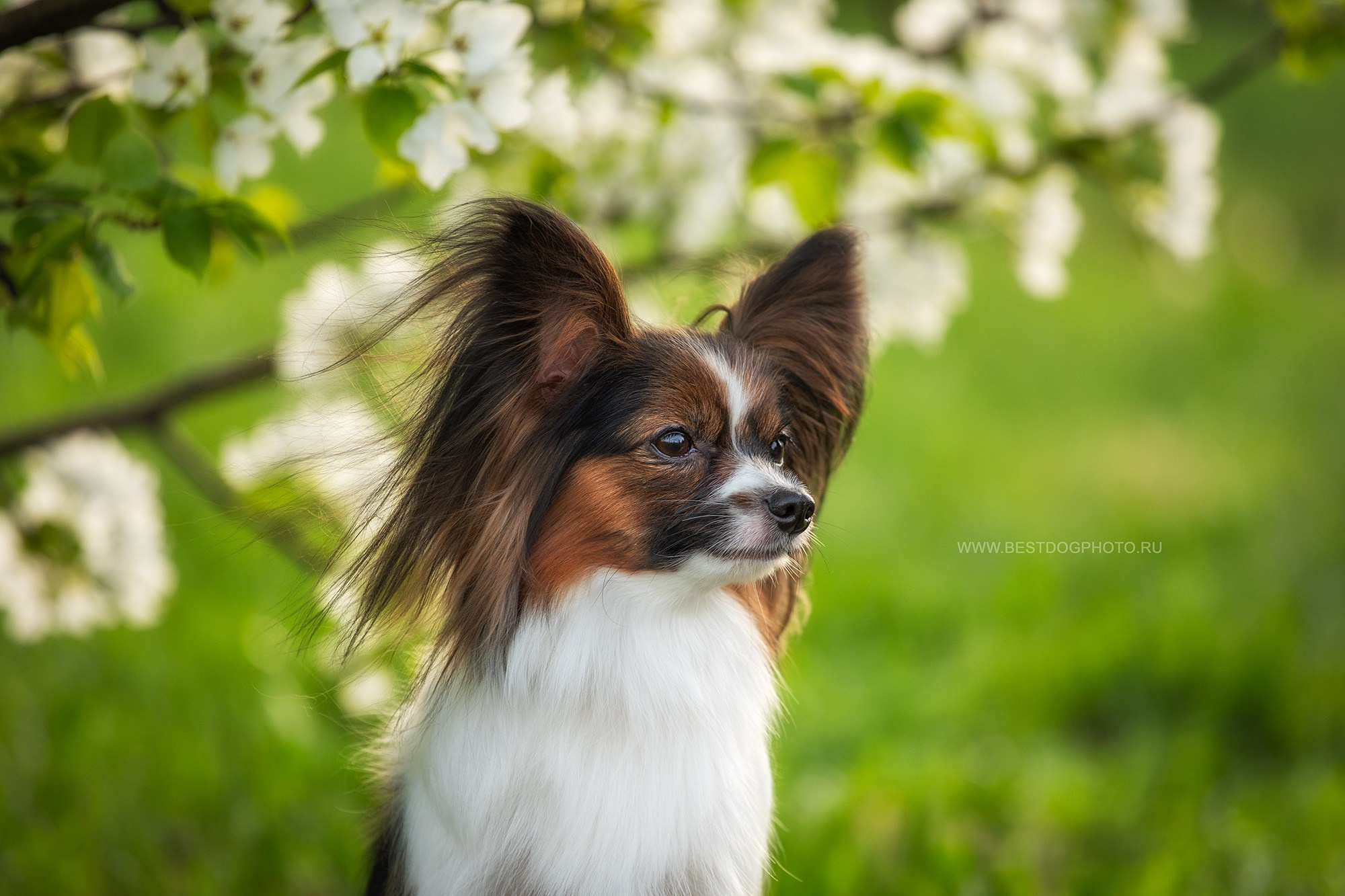 Для клиентов. Фотограф для Вашей собаки