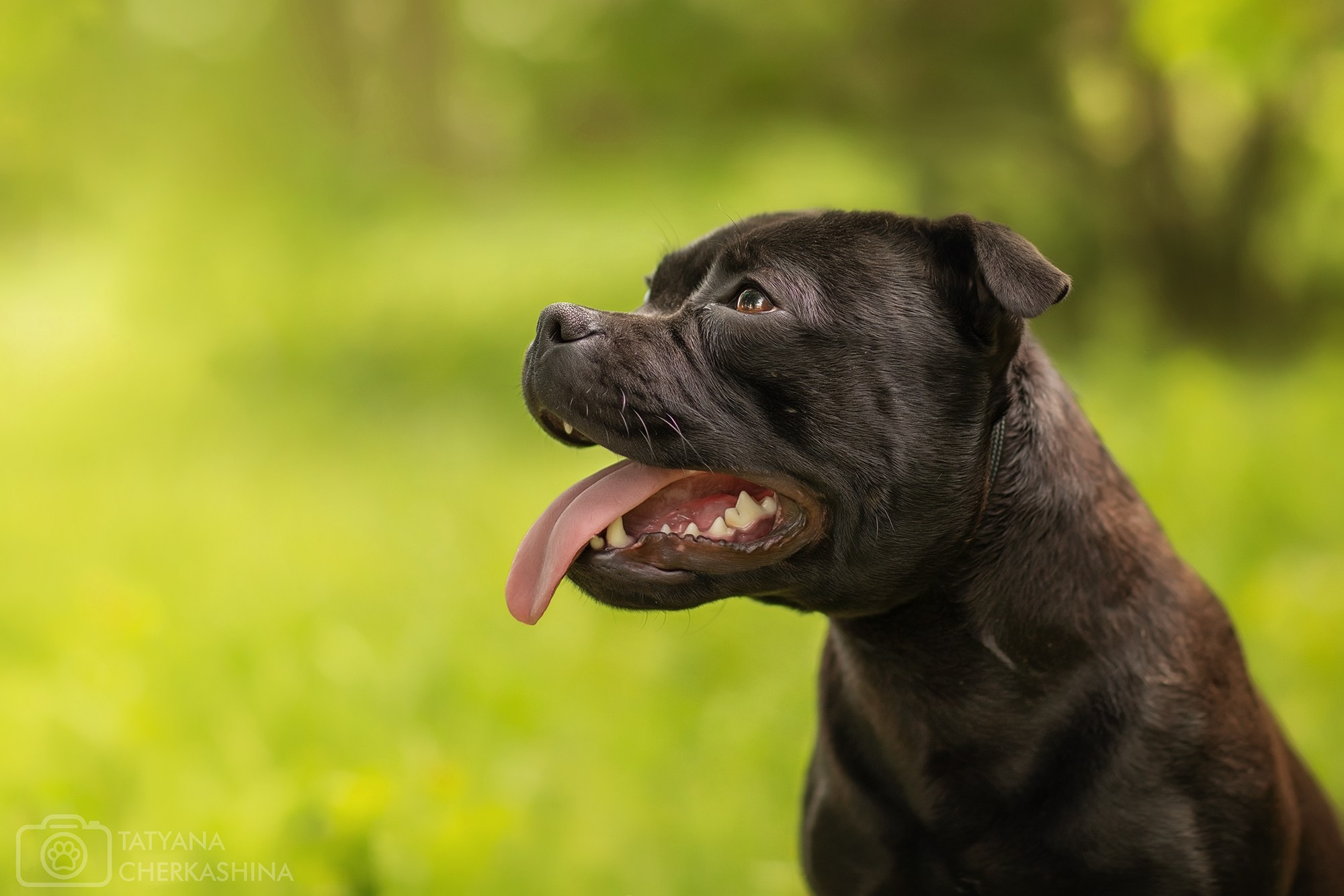 Для клиентов. Фотограф для Вашей собаки