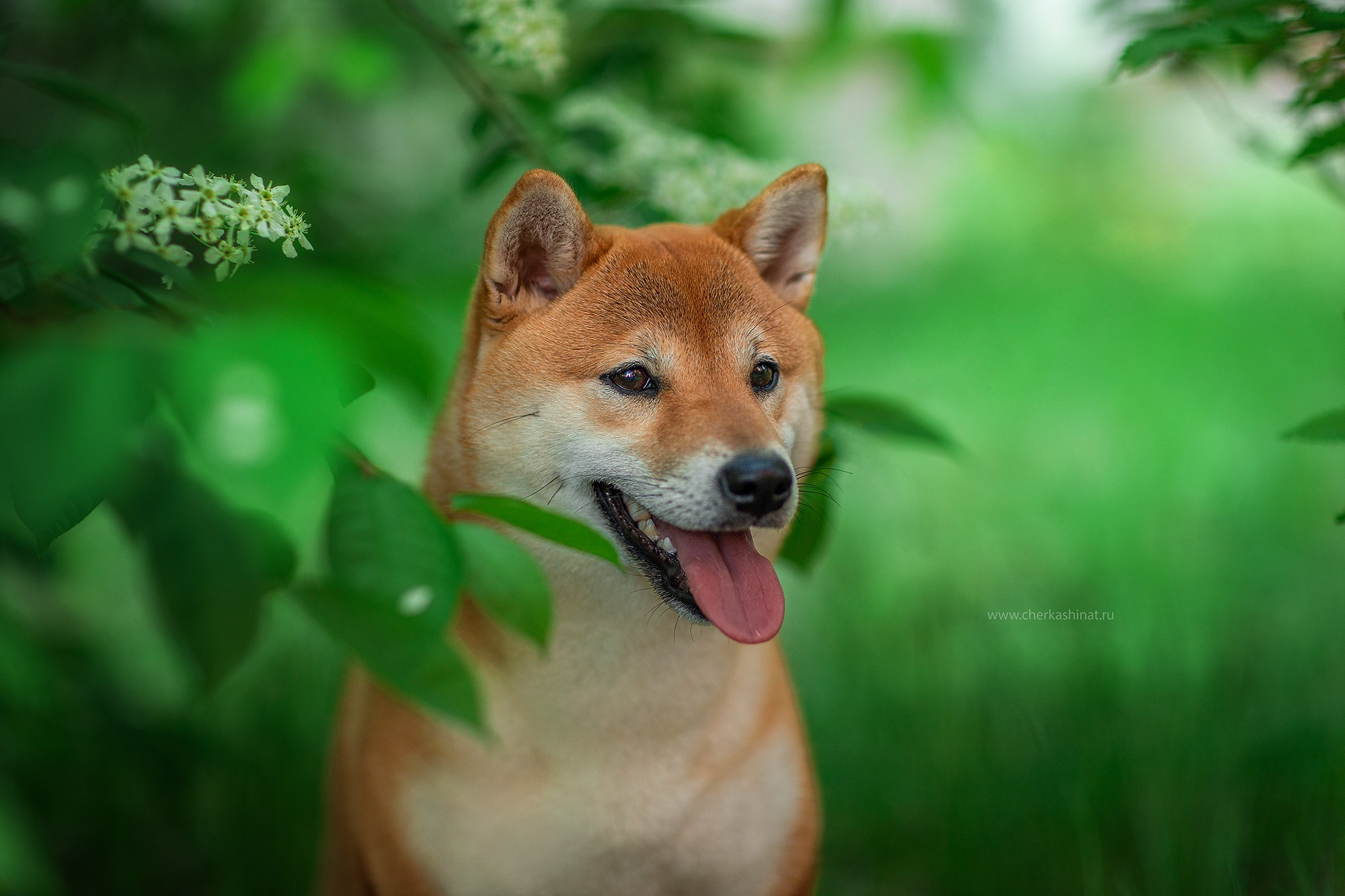 Для клиентов. Фотограф для Вашей собаки