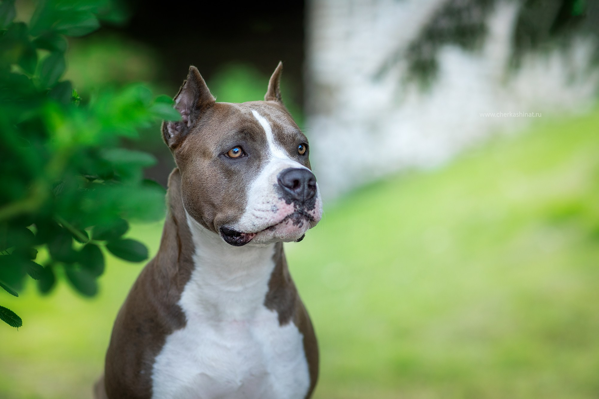 Для клиентов. Фотограф для Вашей собаки