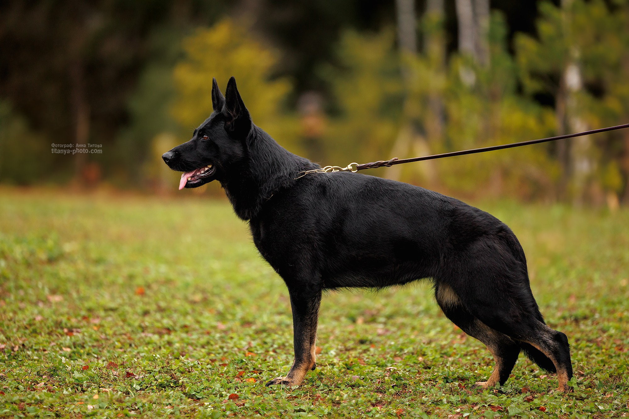 Доступные услуги и цены. Фотограф собак, фотограф-анималист Аня Титова (Titanya). Москва