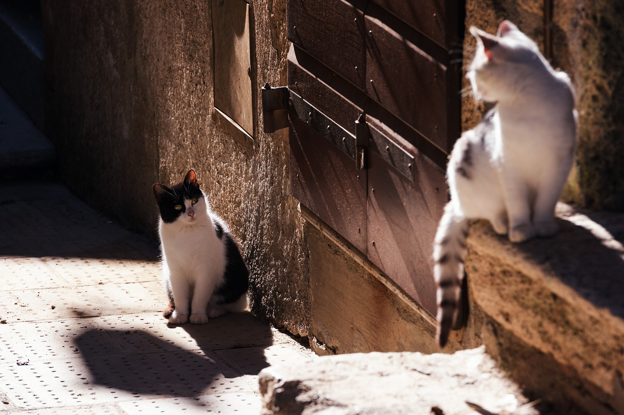 Арт-фотограф Талилула: портреты питомцев в Санкт-Петербурге
