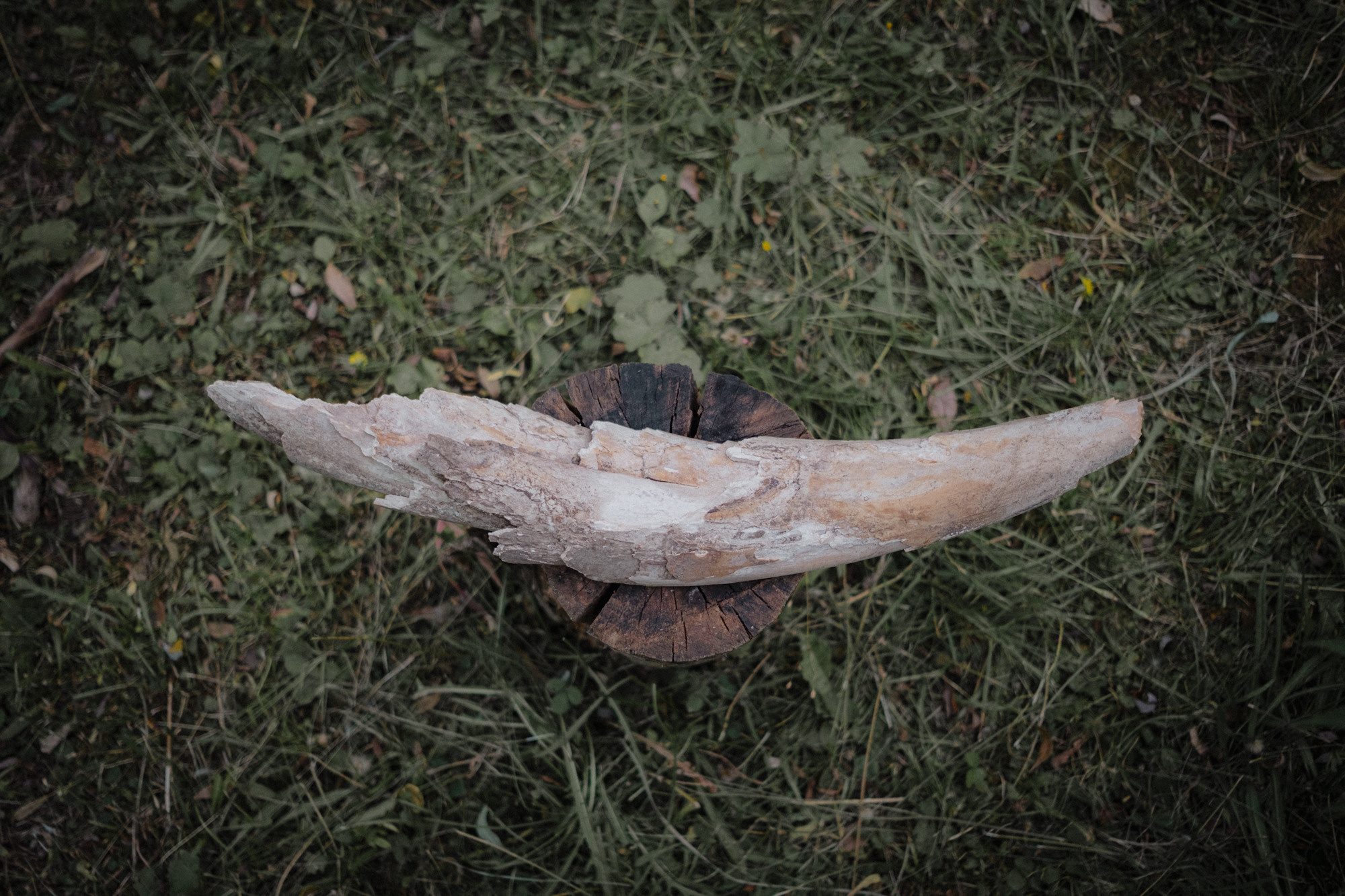 Another swallow | ongoing. Nasti Davydova