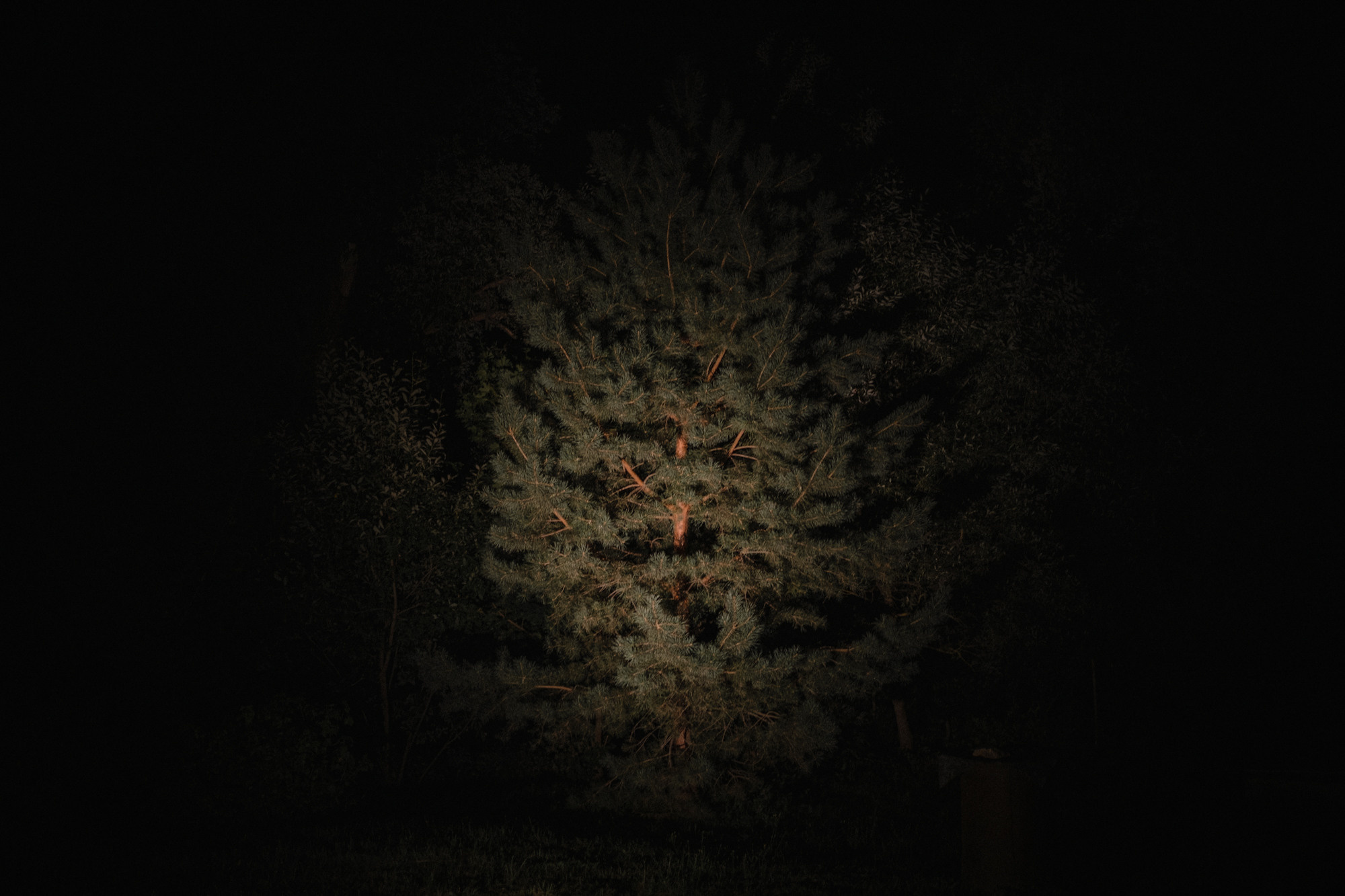 Another swallow | ongoing. Nasti Davydova