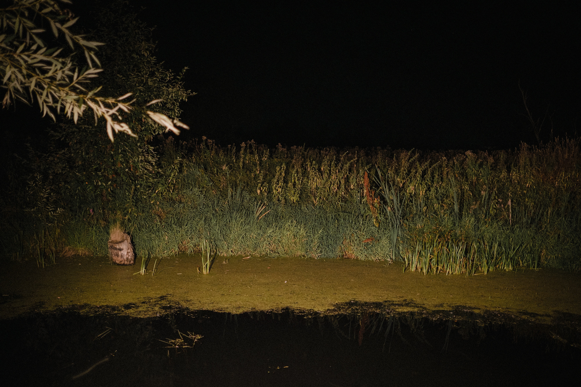 Another swallow | ongoing. Nasti Davydova