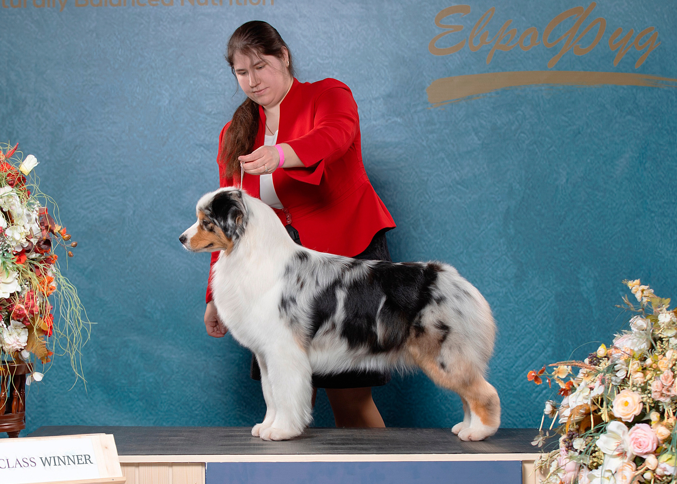 ПРАДА. Питомник австралийских овчарок «APPLEDORE»