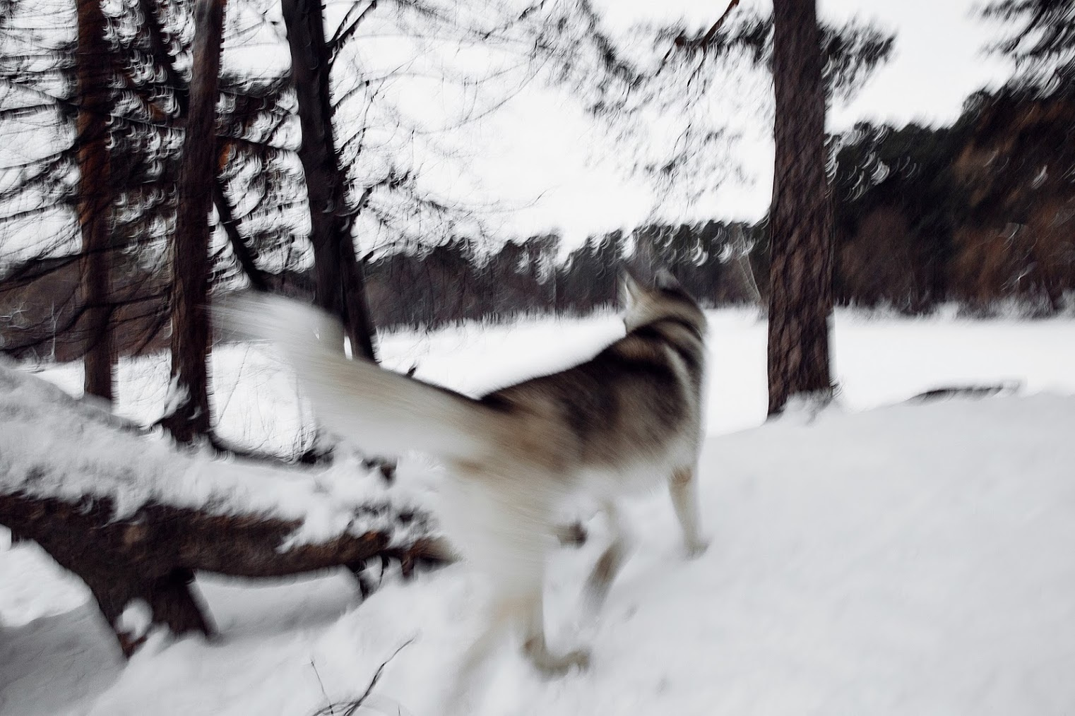 Метаморфозы любви. Inspiration проект. Фотограф Игорь Цаплин