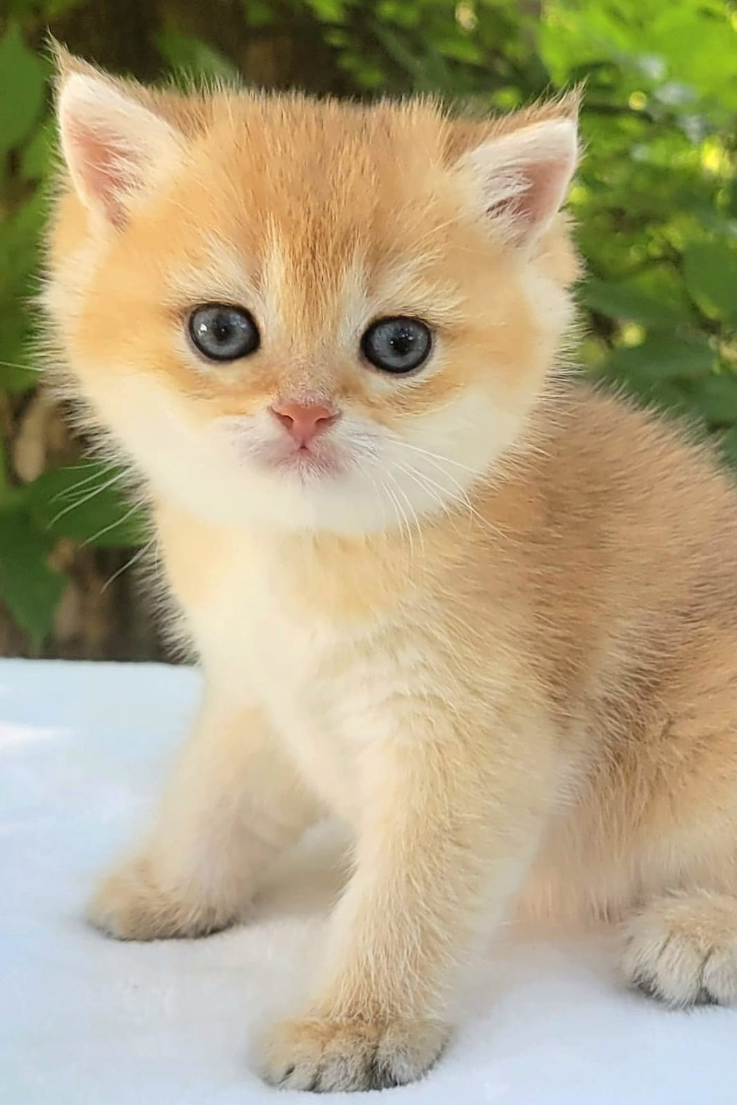 Kity, male, DB 05.04.24, sold. British shorhair Cats