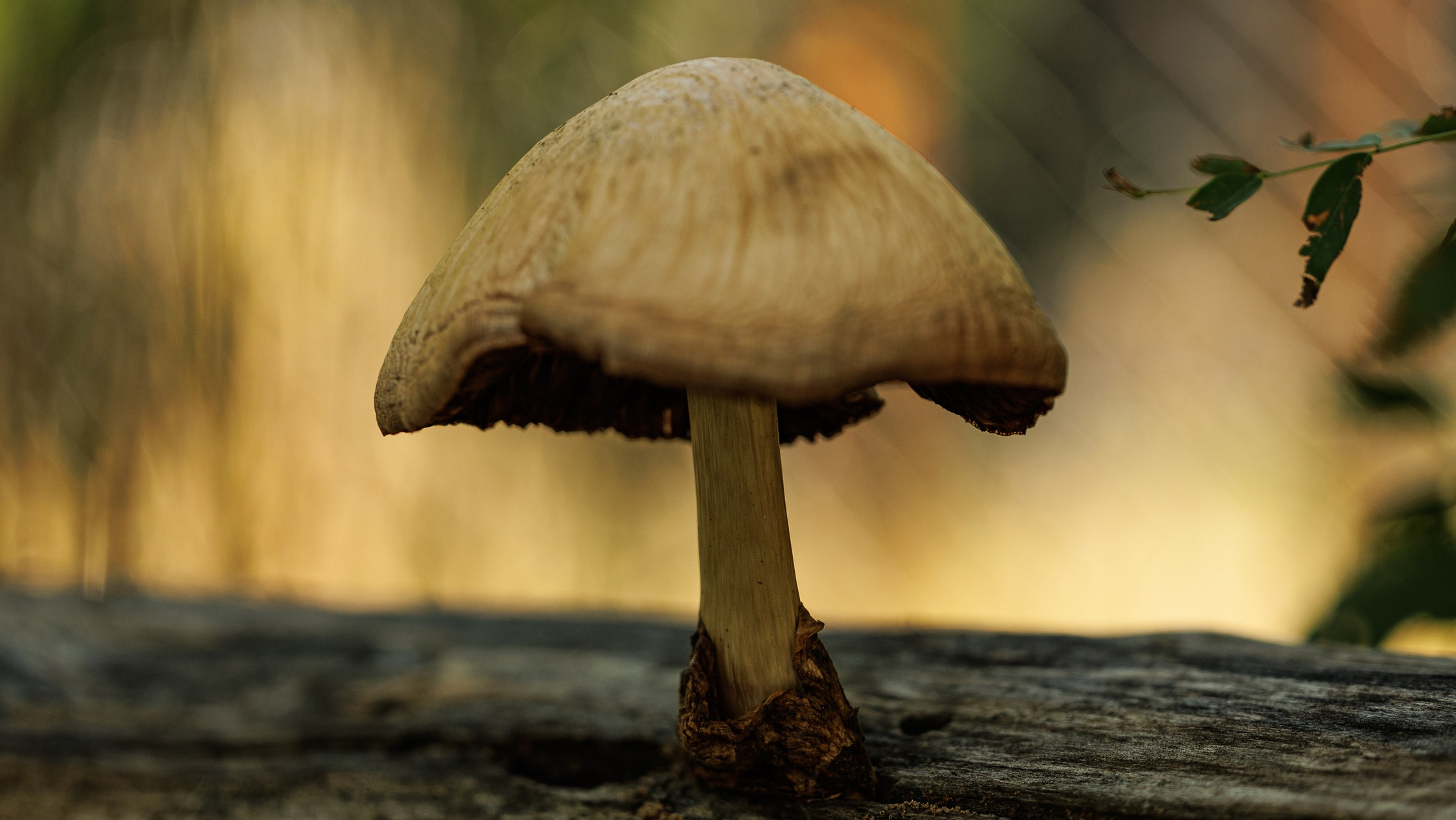 insomnia live open air фестиваль ростов-на-дону