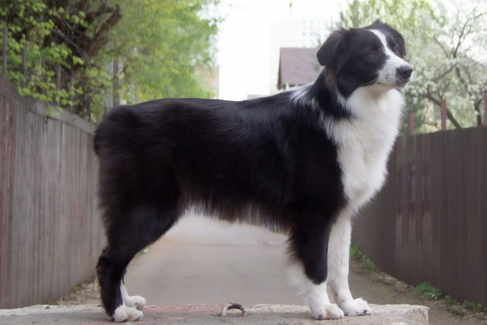 К-помёт. BLGKV питомник собак