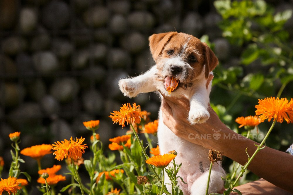 LITTER «R» 12/06/2023. CANE MAESTRO — kennel Jack Russell Terrier