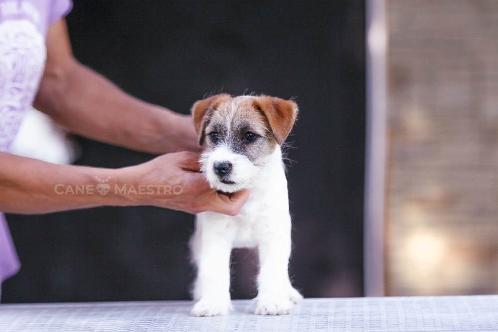 LITTER «R» 12/06/2023. CANE MAESTRO — kennel Jack Russell Terrier