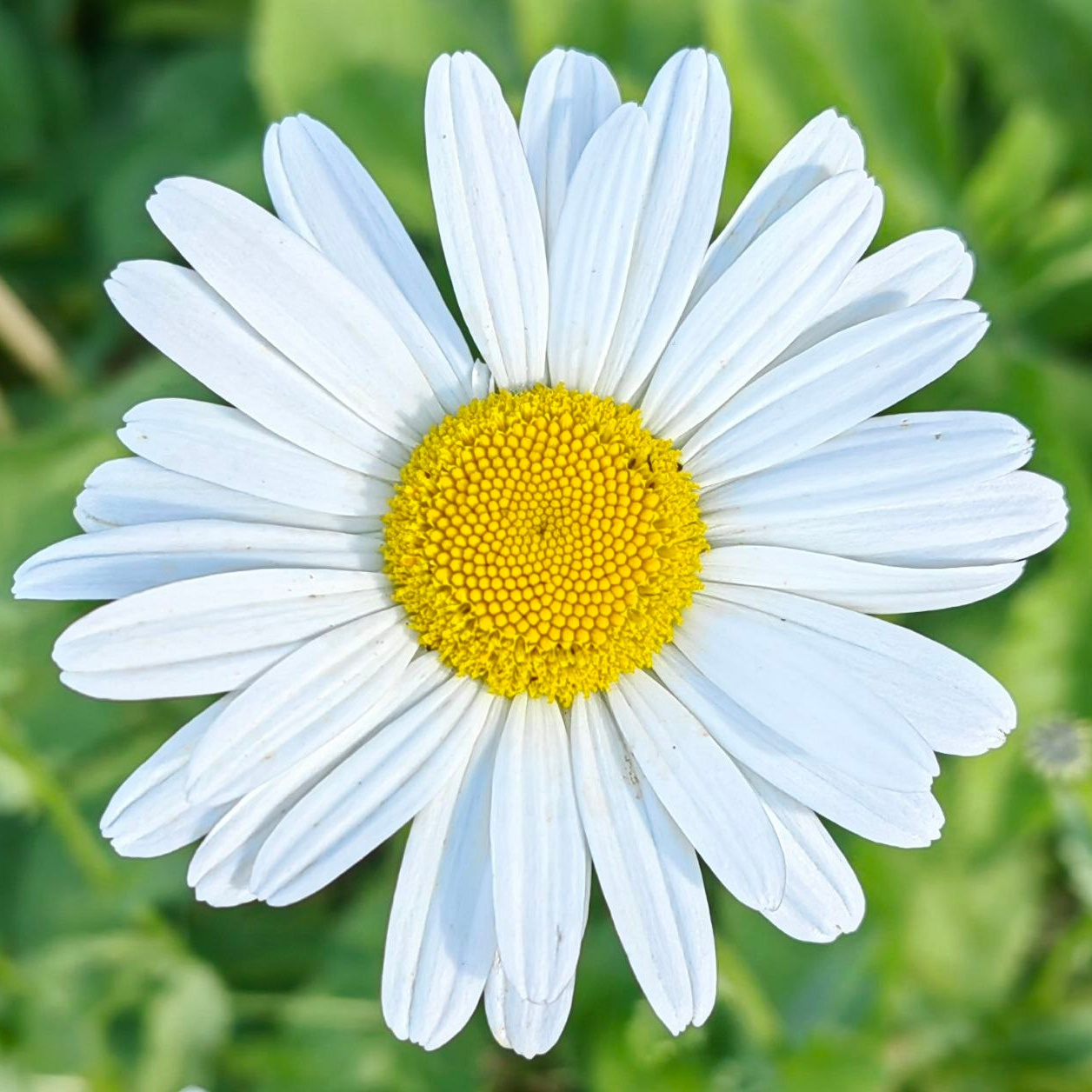 О себе. Мария Шакти