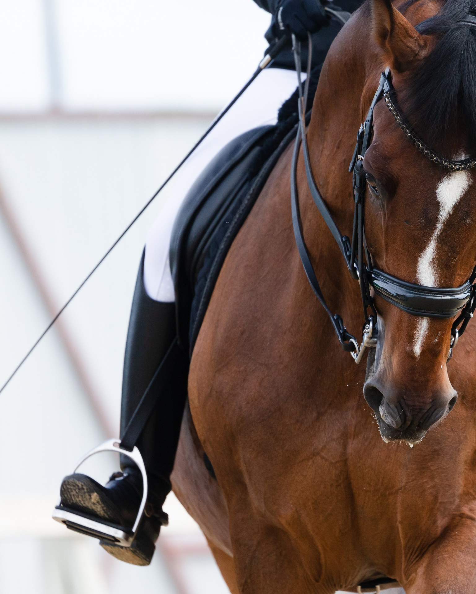 Услуги. KatymartArt — Equine photography