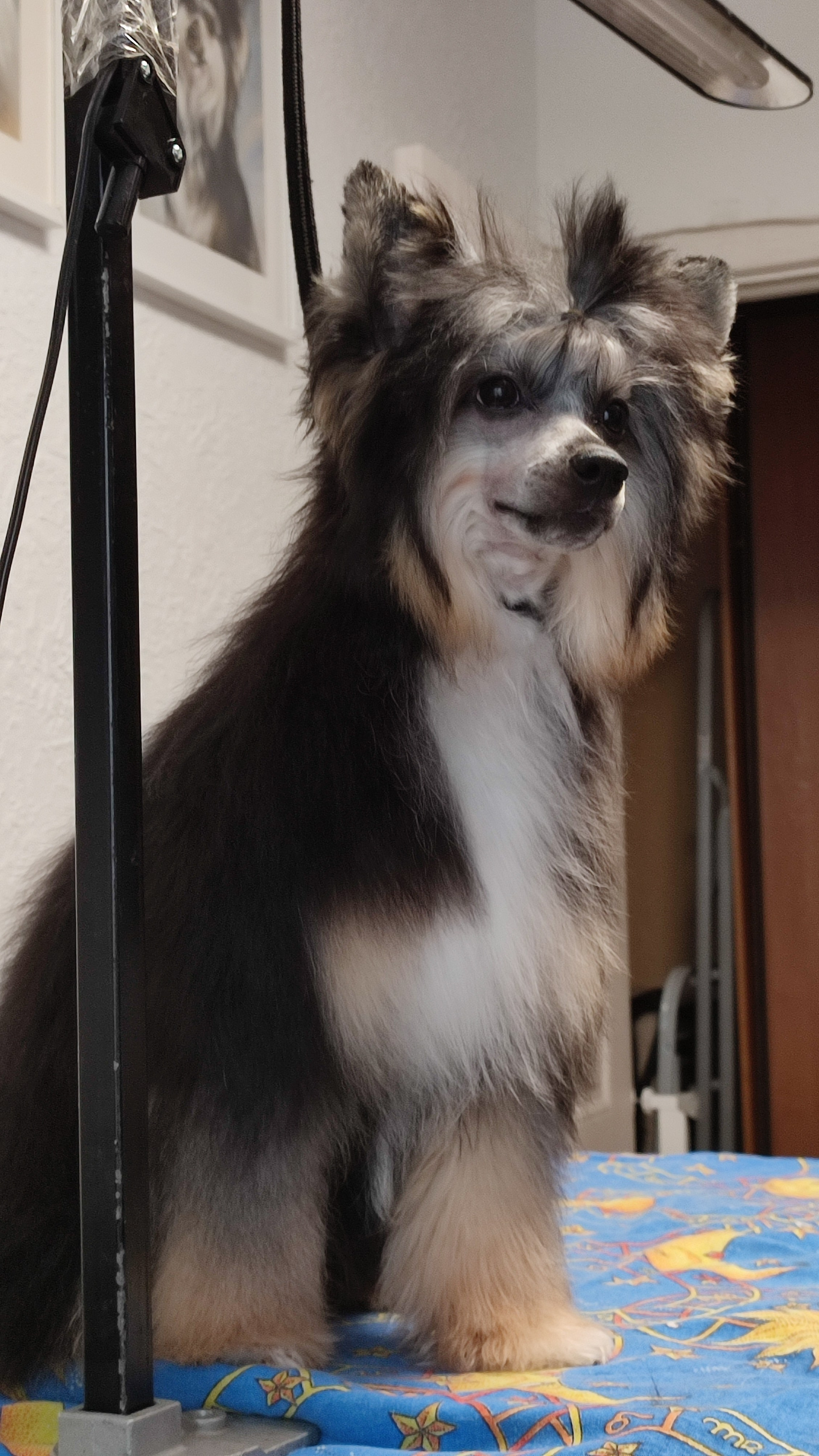 Our beauty Grace is 7 months old. Poale Ell Chinese Crested Dog Kennel: Buy a puppy from the kennel