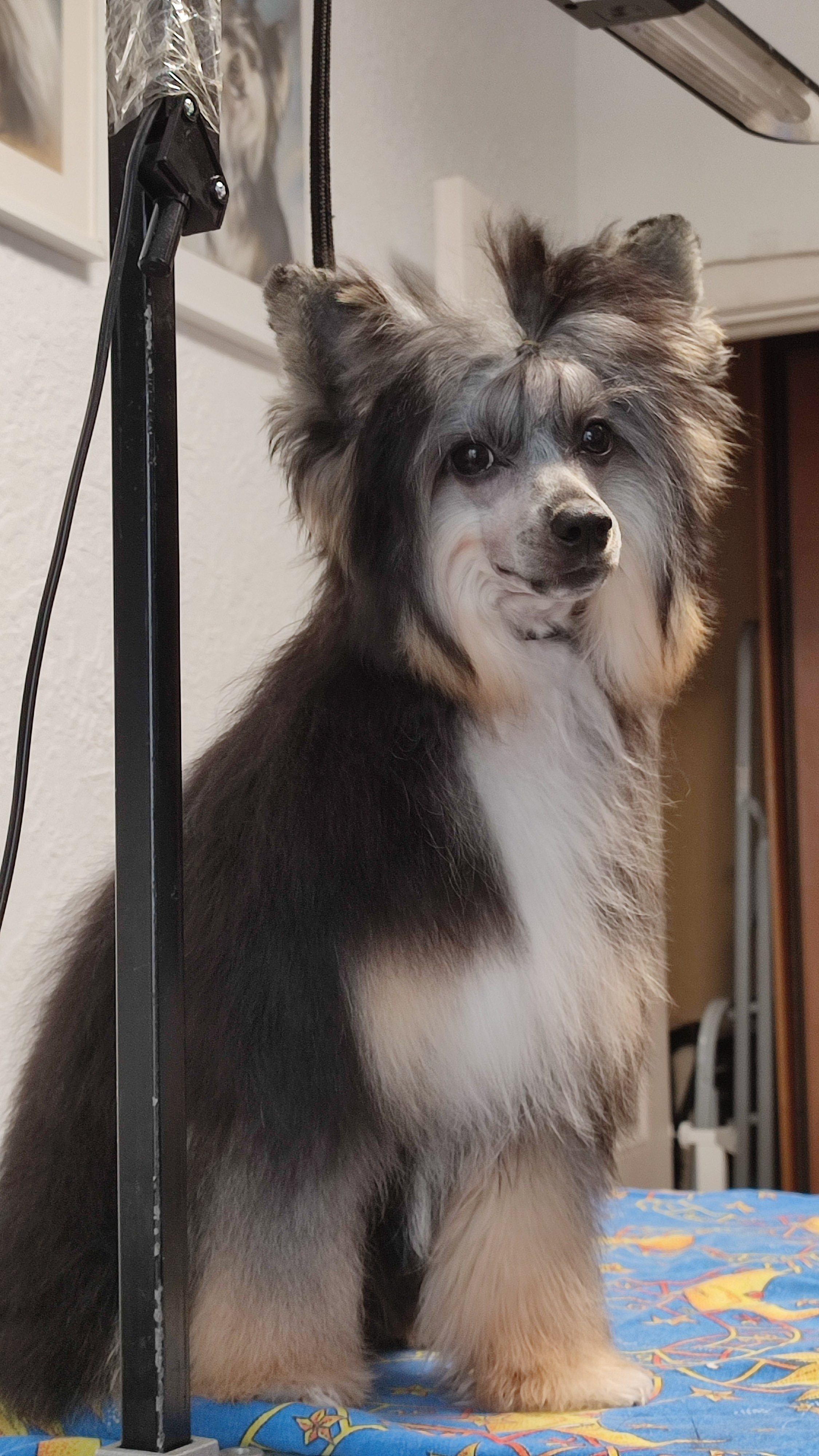 Our beauty Grace is 7 months old. Poale Ell Chinese Crested Dog Kennel: Buy a puppy from the kennel