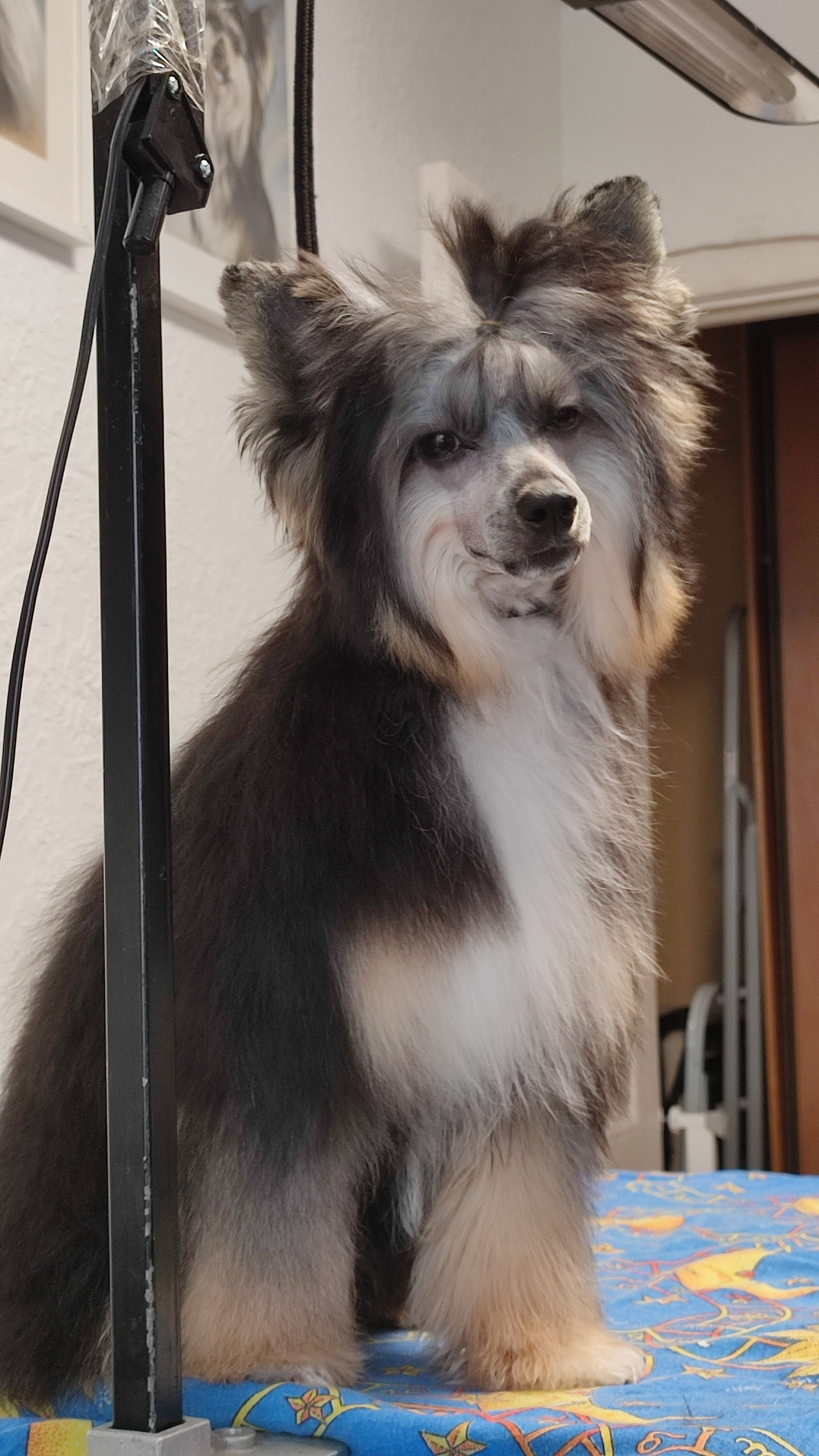 Our beauty Grace is 7 months old. Poale Ell Chinese Crested Dog Kennel: Buy a puppy from the kennel