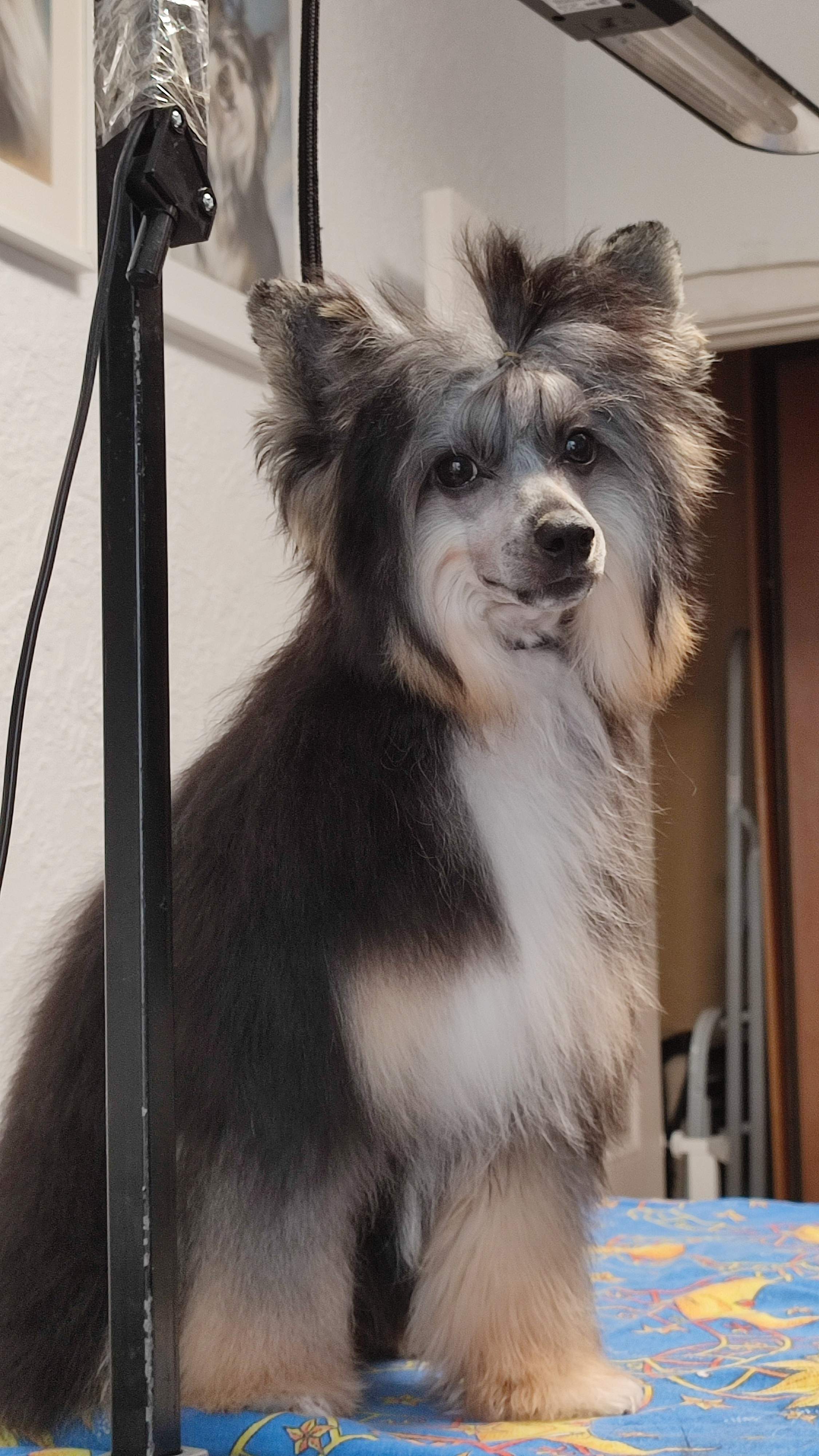 Our beauty Grace is 7 months old. Poale Ell Chinese Crested Dog Kennel: Buy a puppy from the kennel