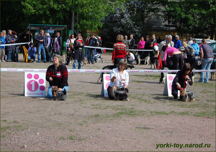 2009-2010 г Результаты выставок. Питомник Йоркширских терьеров Дэнстайл в Санкт-Петербурге заводчик Тих