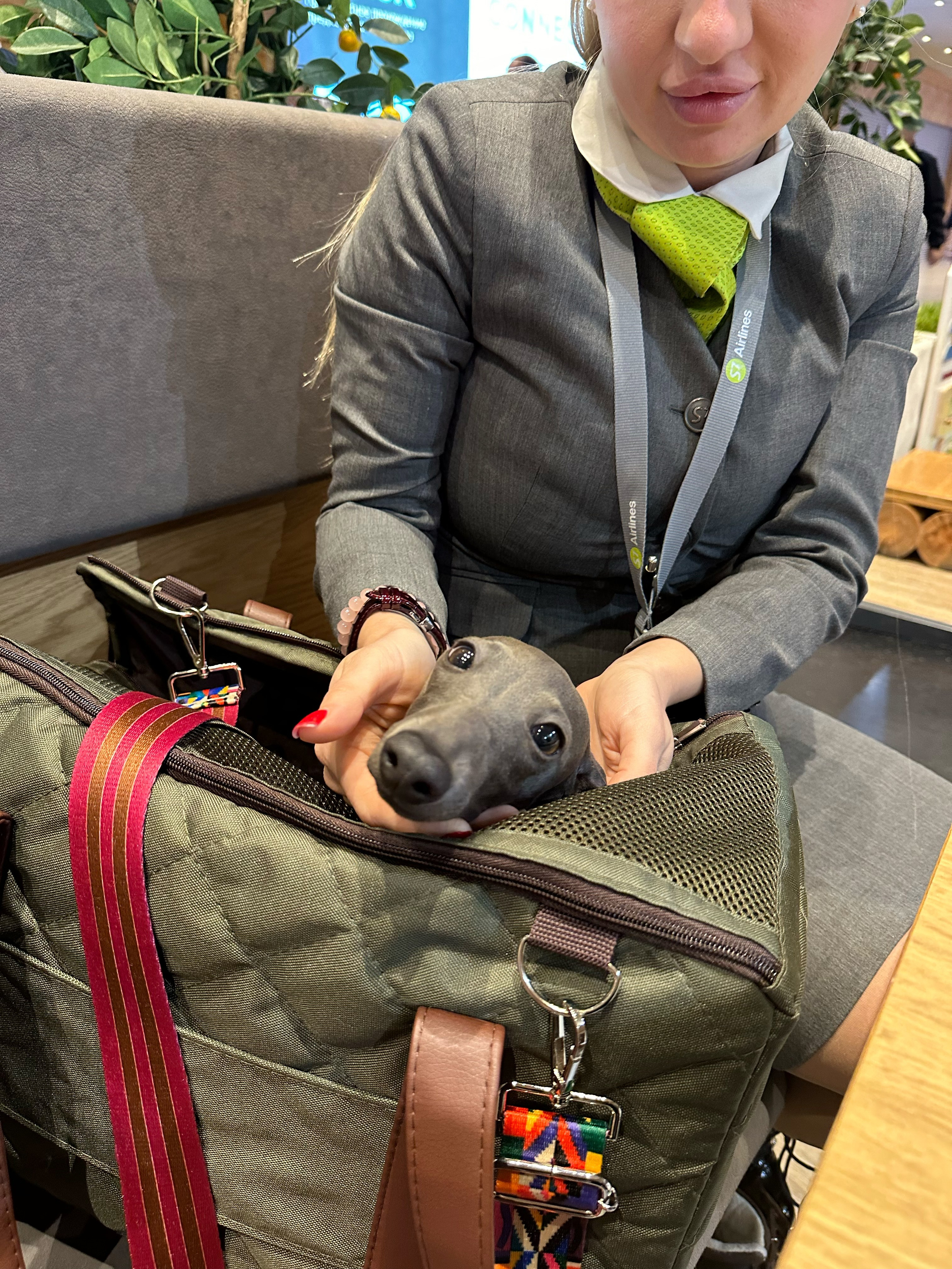 Доставка щенков по всему миру. Профессиональный питомник левреток РКФ/FCI ASTI SAPPHIRE 💎 Сочи|Санкт-Петербург