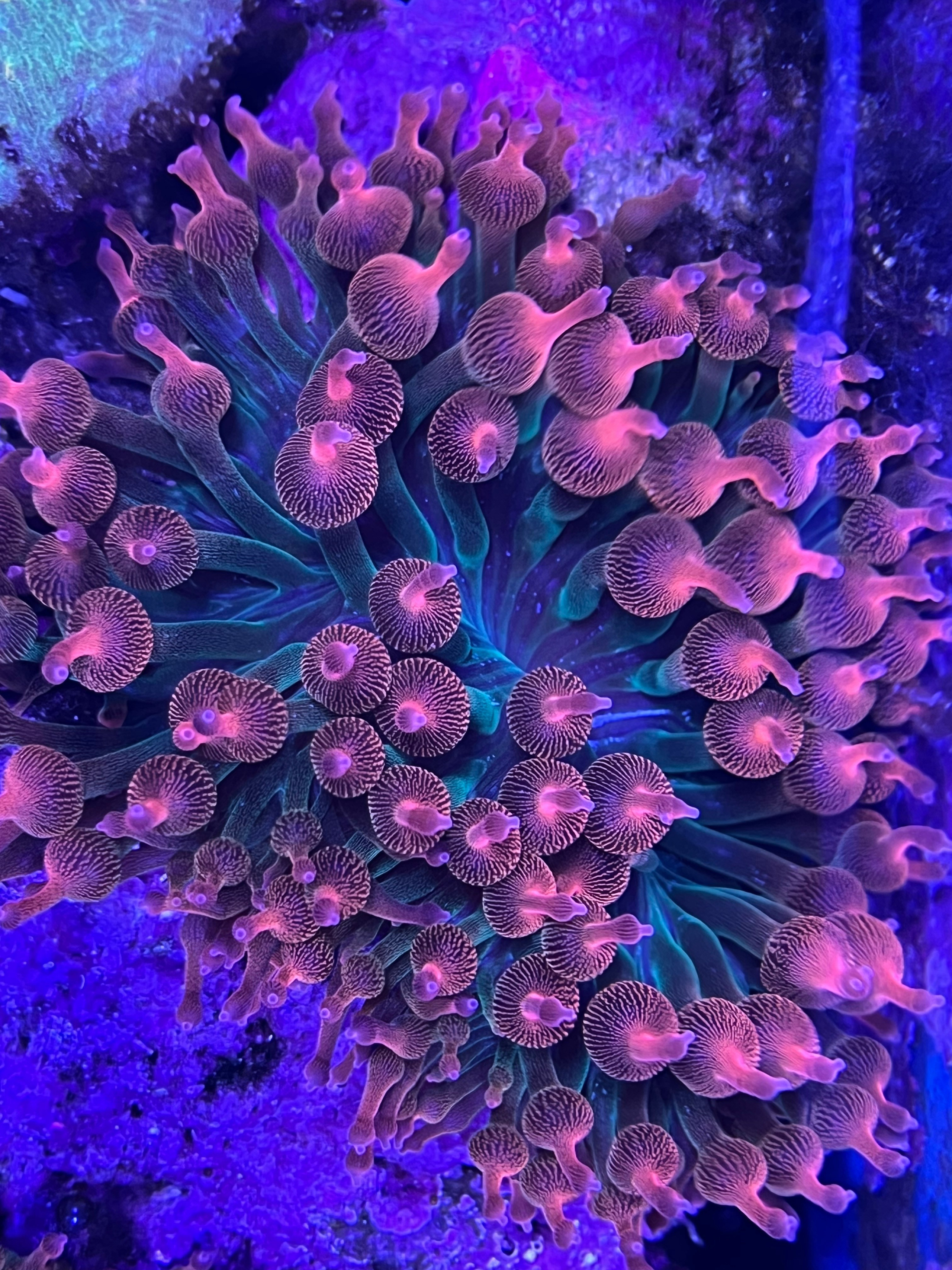 Содержание пузырчатых актиний. Home