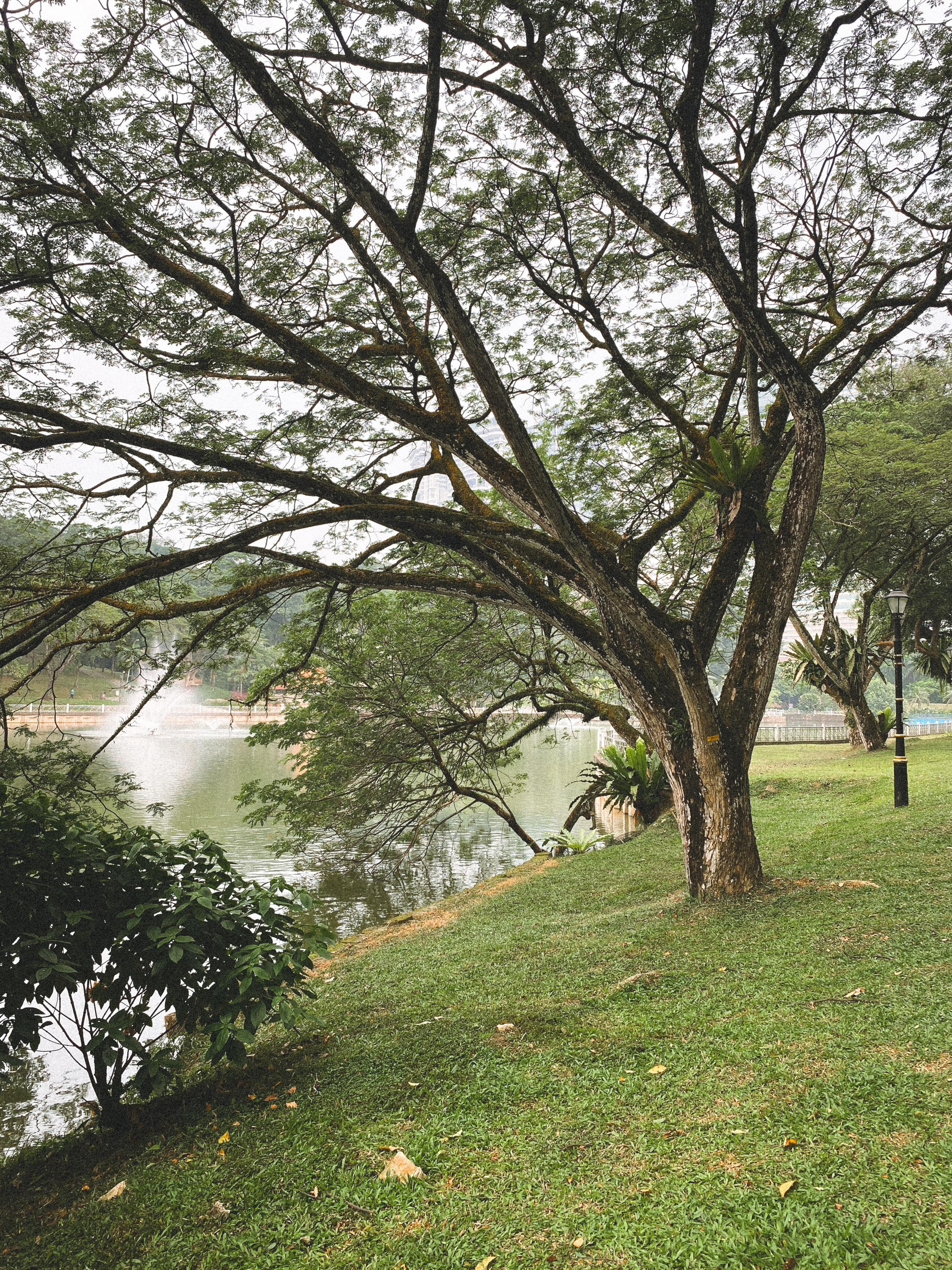 Ботанический сад • Perdana Botanical Gardens. Фотограф Катя Любина