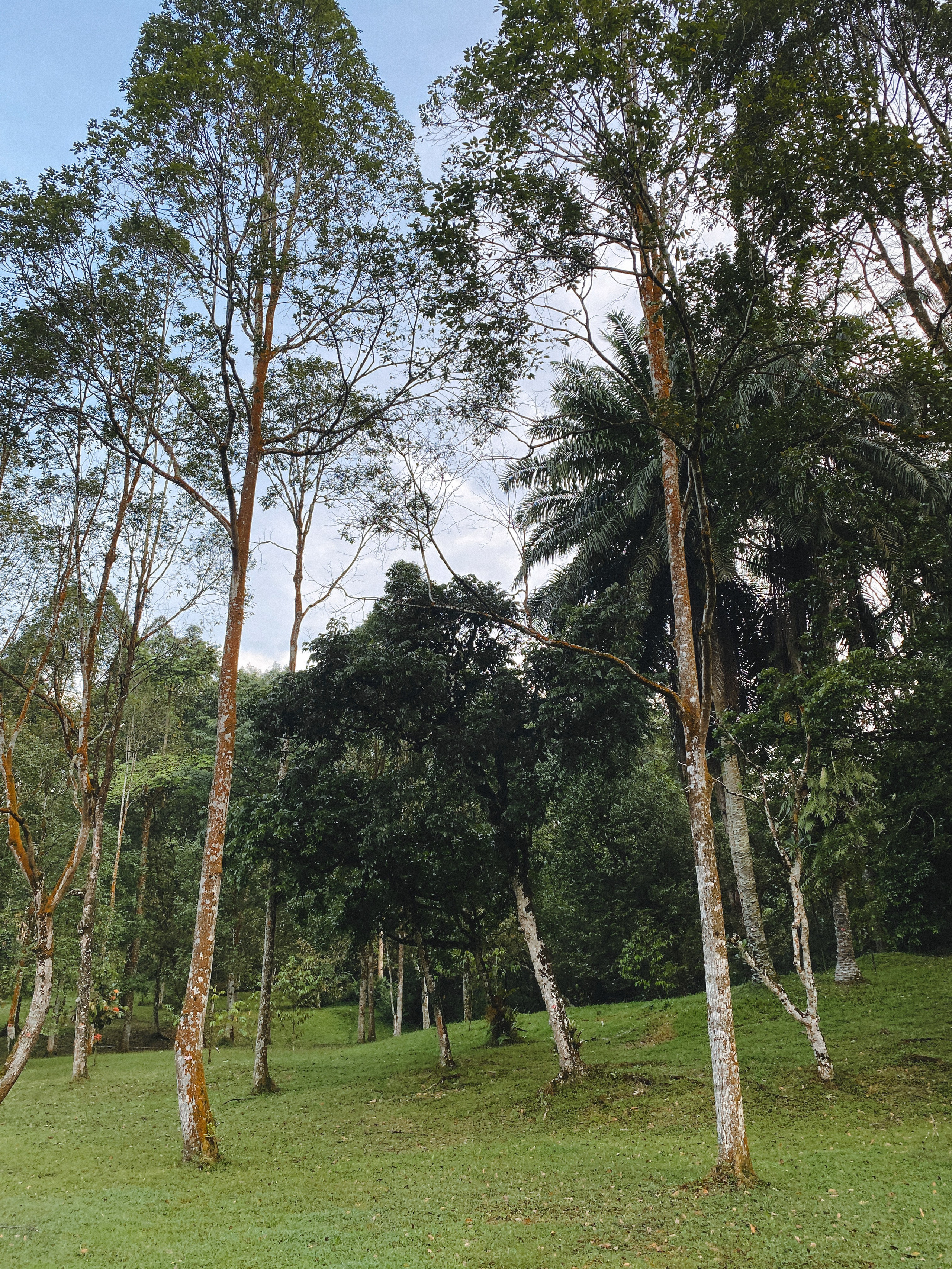 Ботанический сад • Perdana Botanical Gardens. Фотограф Катя Любина