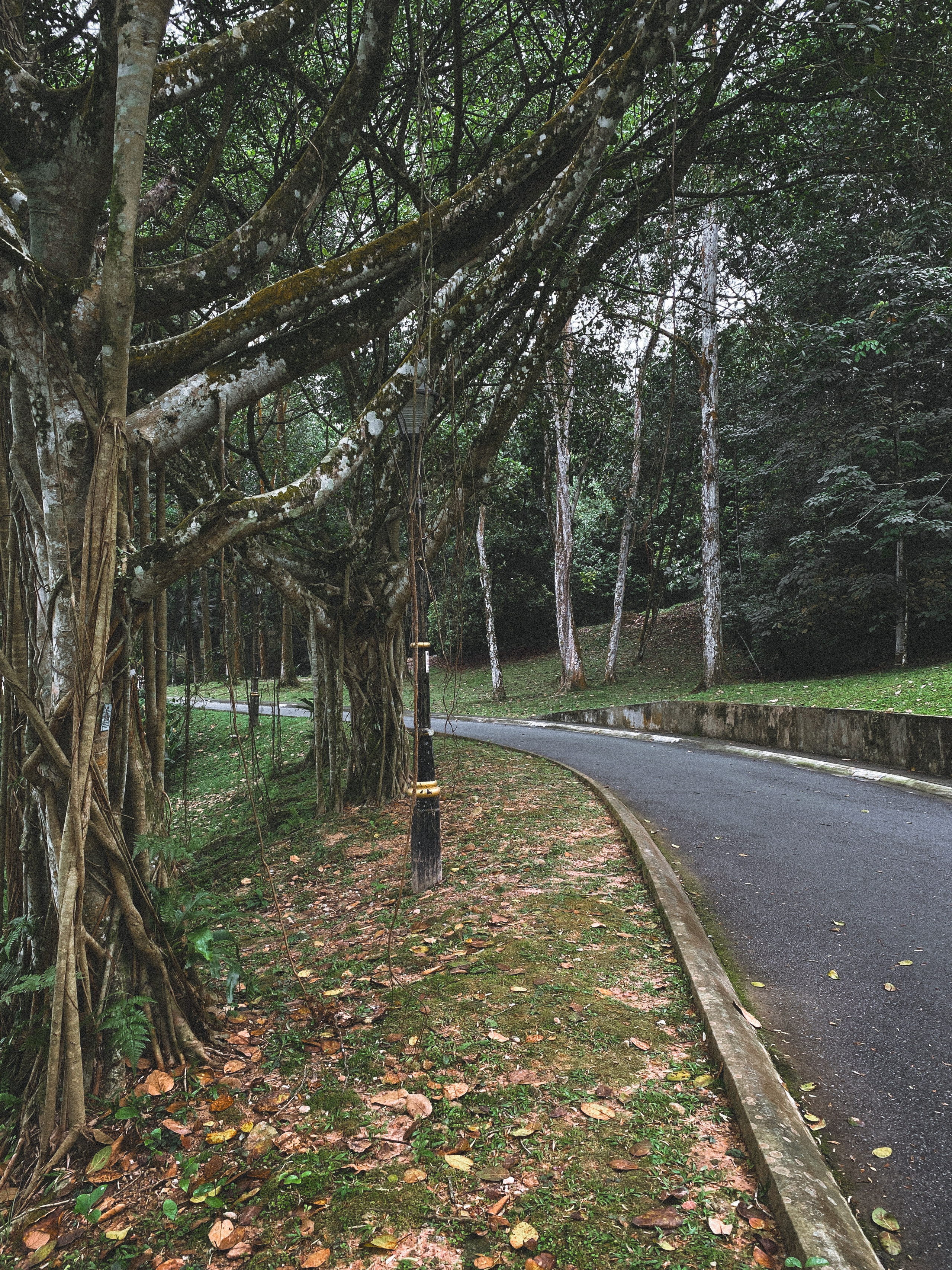 Ботанический сад • Perdana Botanical Gardens. Фотограф Катя Любина