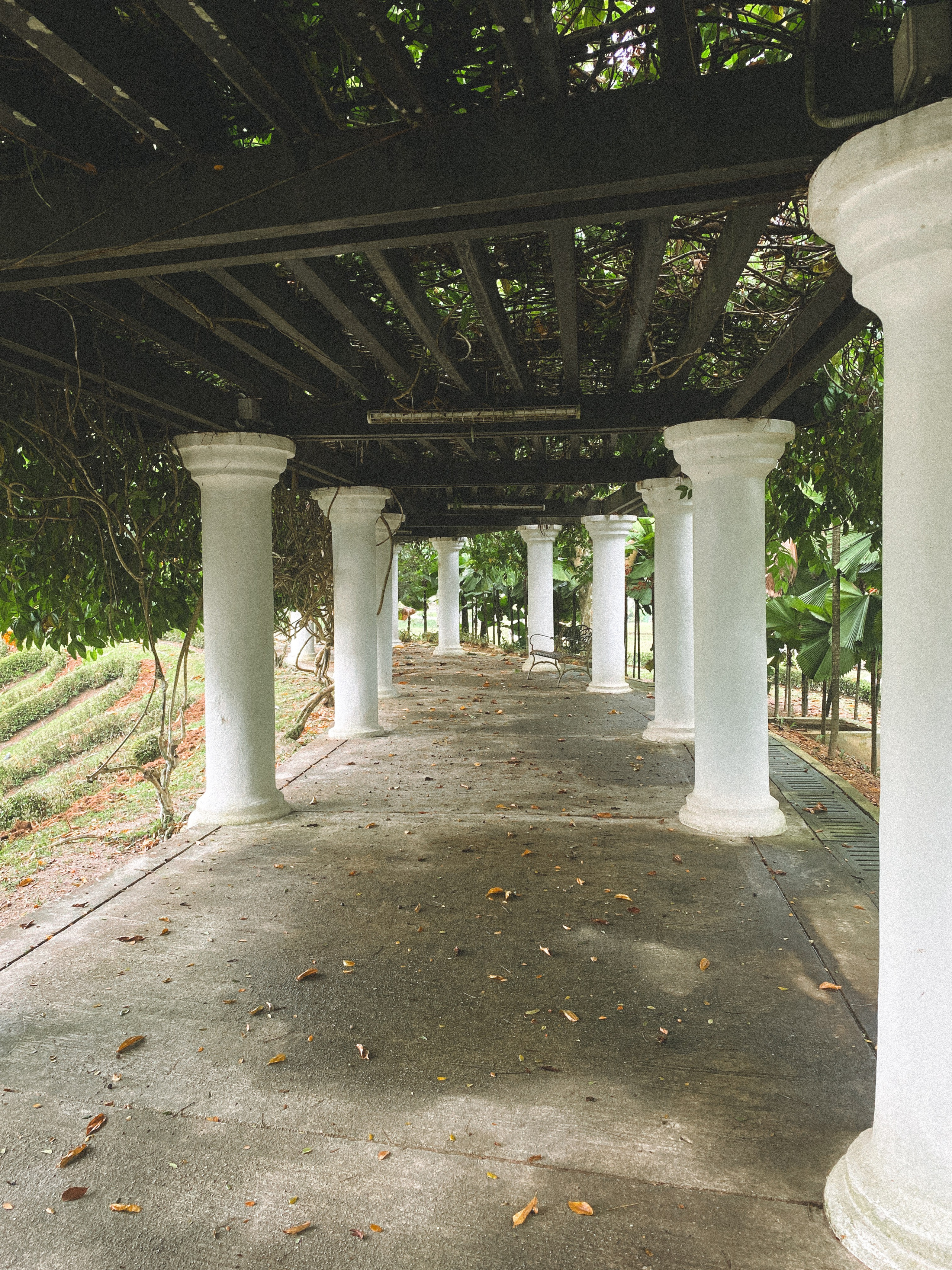 Ботанический сад • Perdana Botanical Gardens. Фотограф Катя Любина