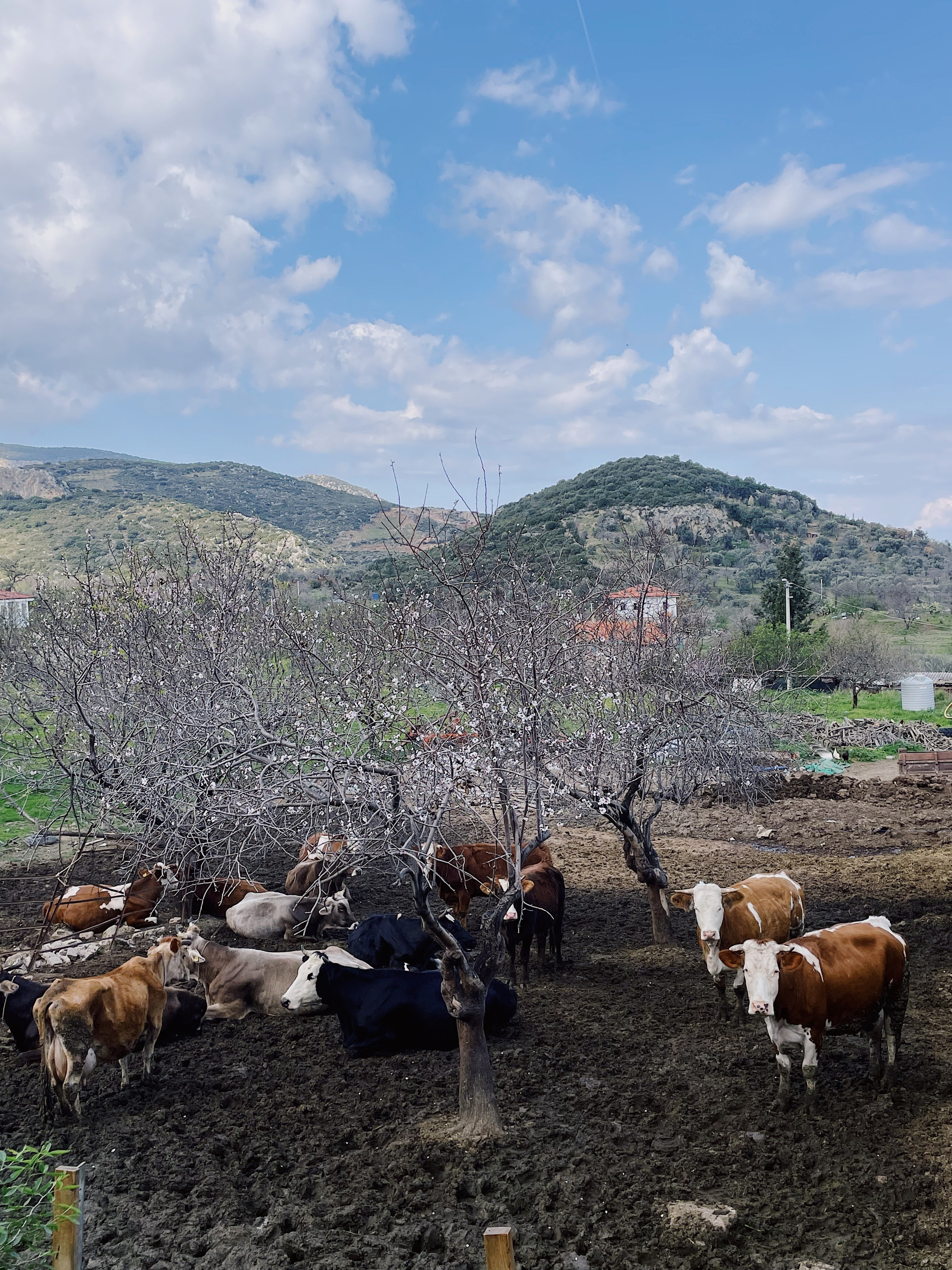 Узкие улочки Бодрума и прогулка по городу вместе с гидом