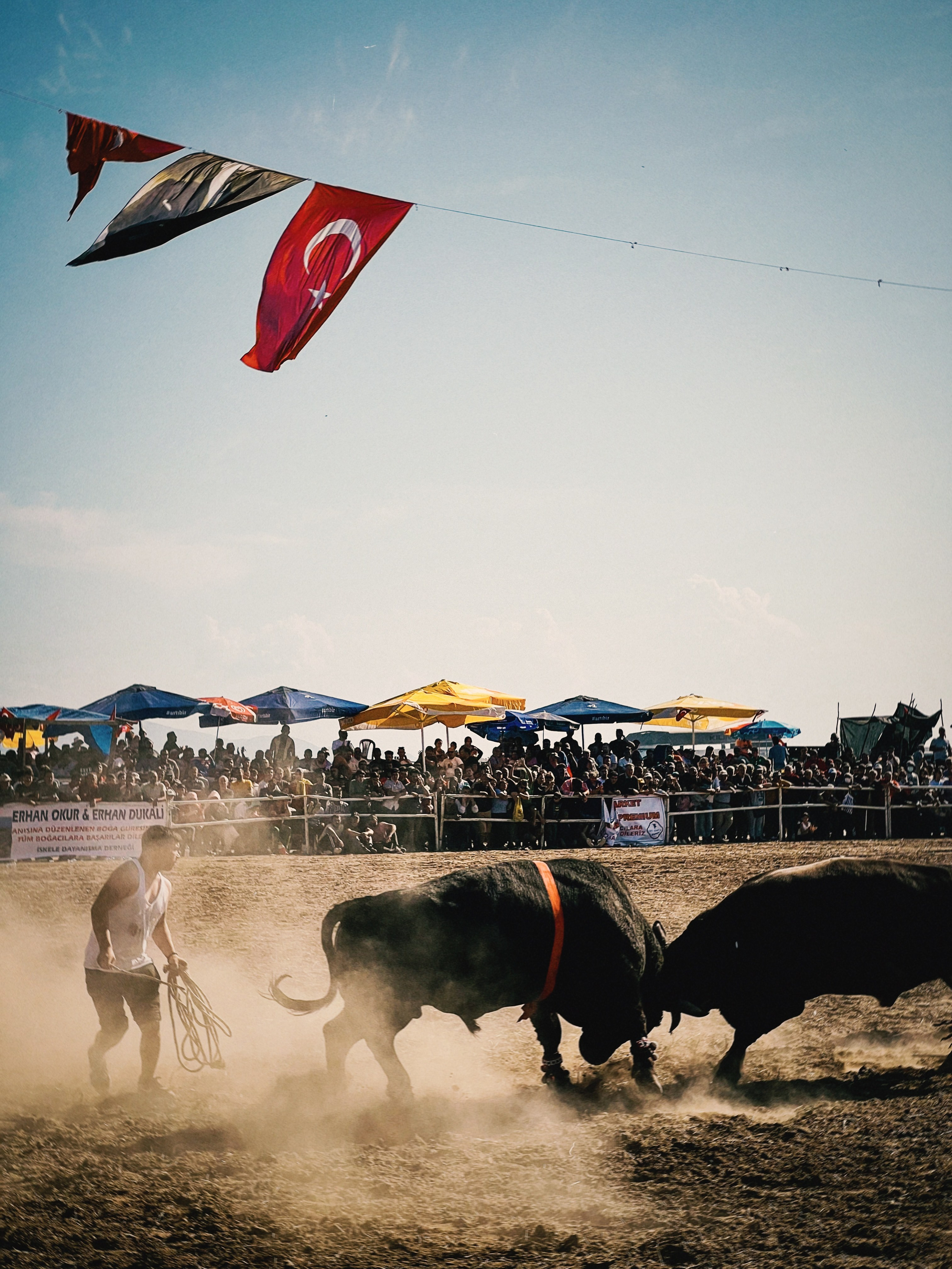 Бой быков в Турции — Датча