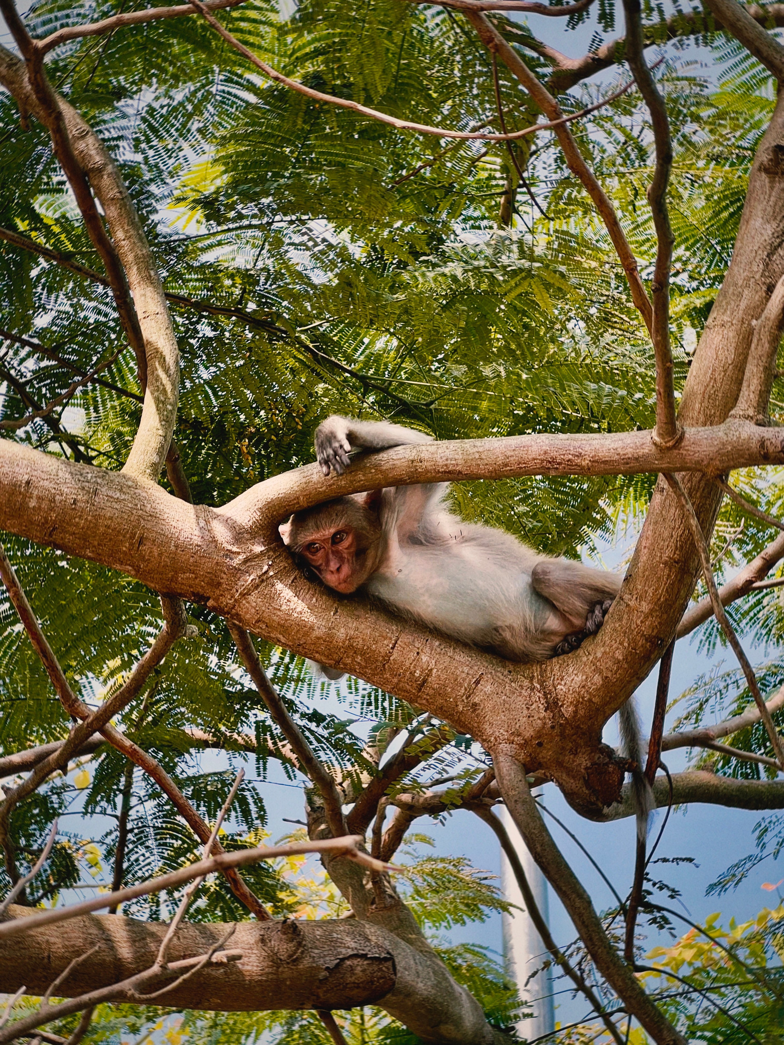 Гора обезьян — самая трогательная поездка в Дананг
