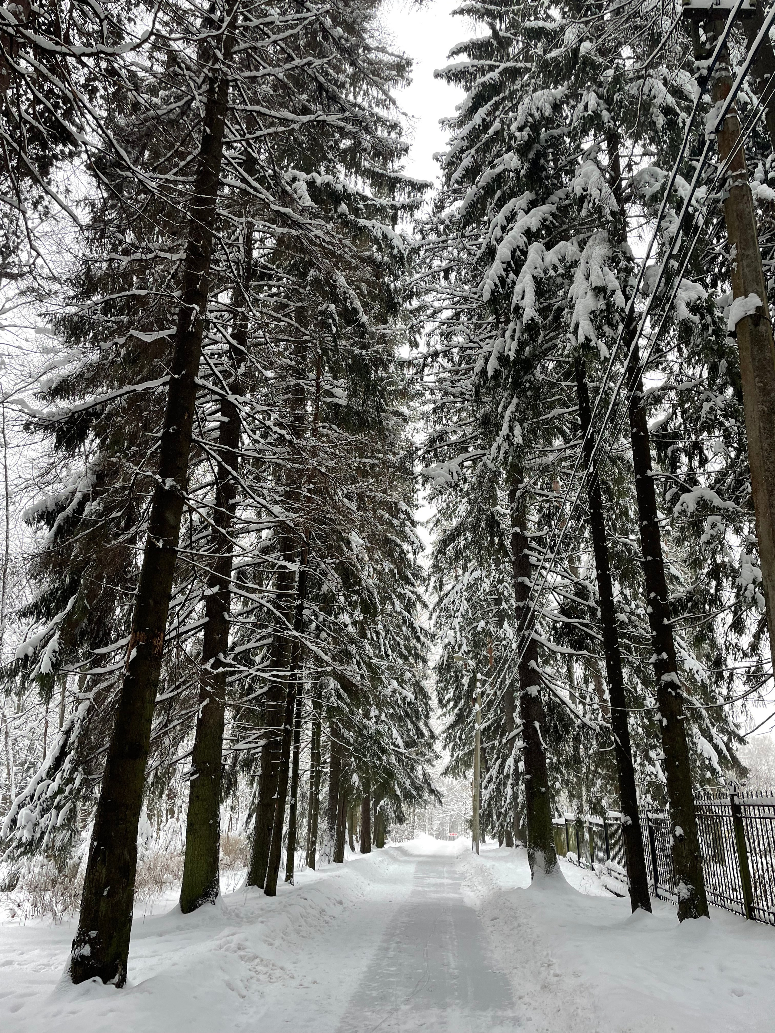 Свадьба в Репино и Сестрорецке — лучшие места для съемки от фотографа Марии Оводовой