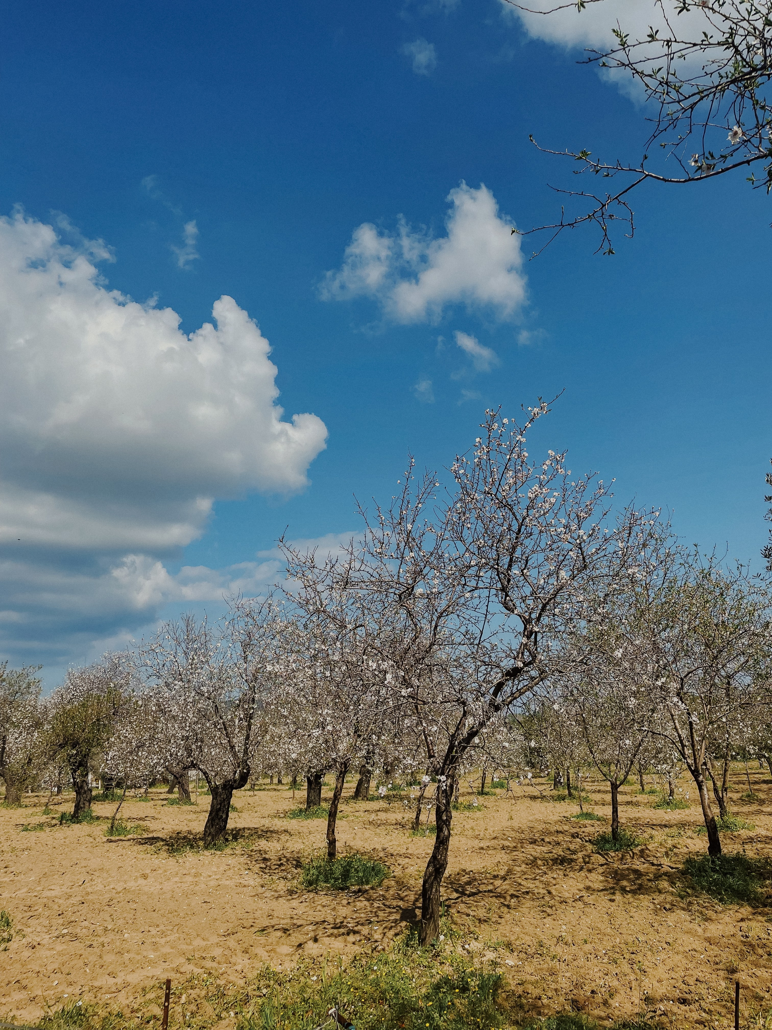 Фотограф в Турции свадебная регистрация у моря — Бодрум