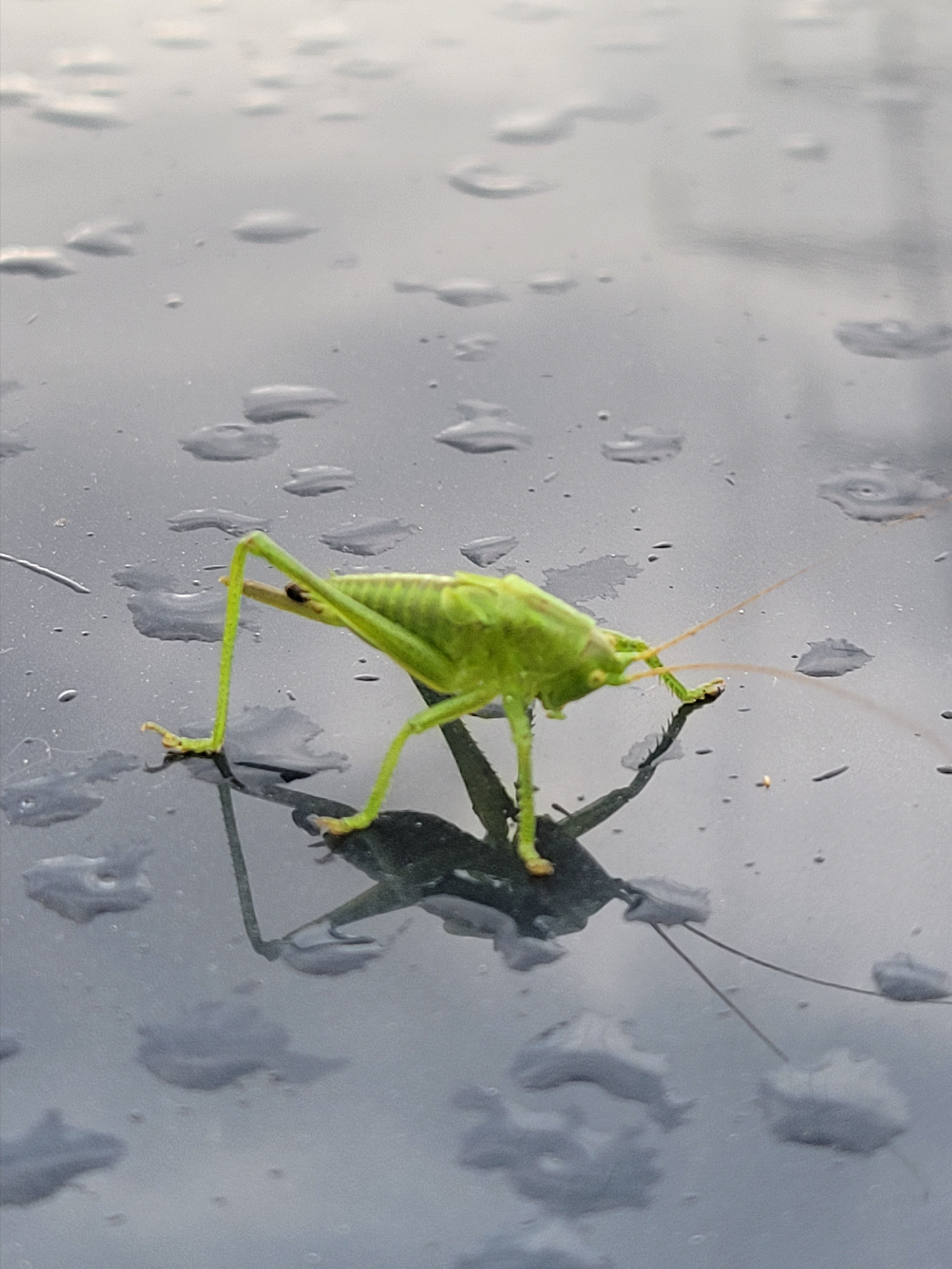 Россия. Москва. Walk & Fly with Batay